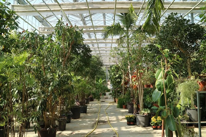 A greenhouse filled with various potted plants and trees, with a pathway in the middle and a clear glass ceiling.