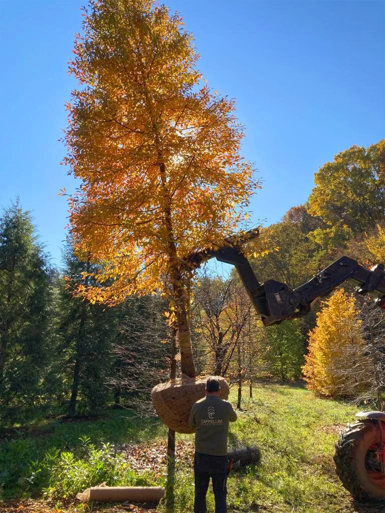 A man operating a tree-moving machine lifts a large tree with autumn-colored leaves that has a root ball wrapped in burlap, in a forested area with colorful fall foliage.