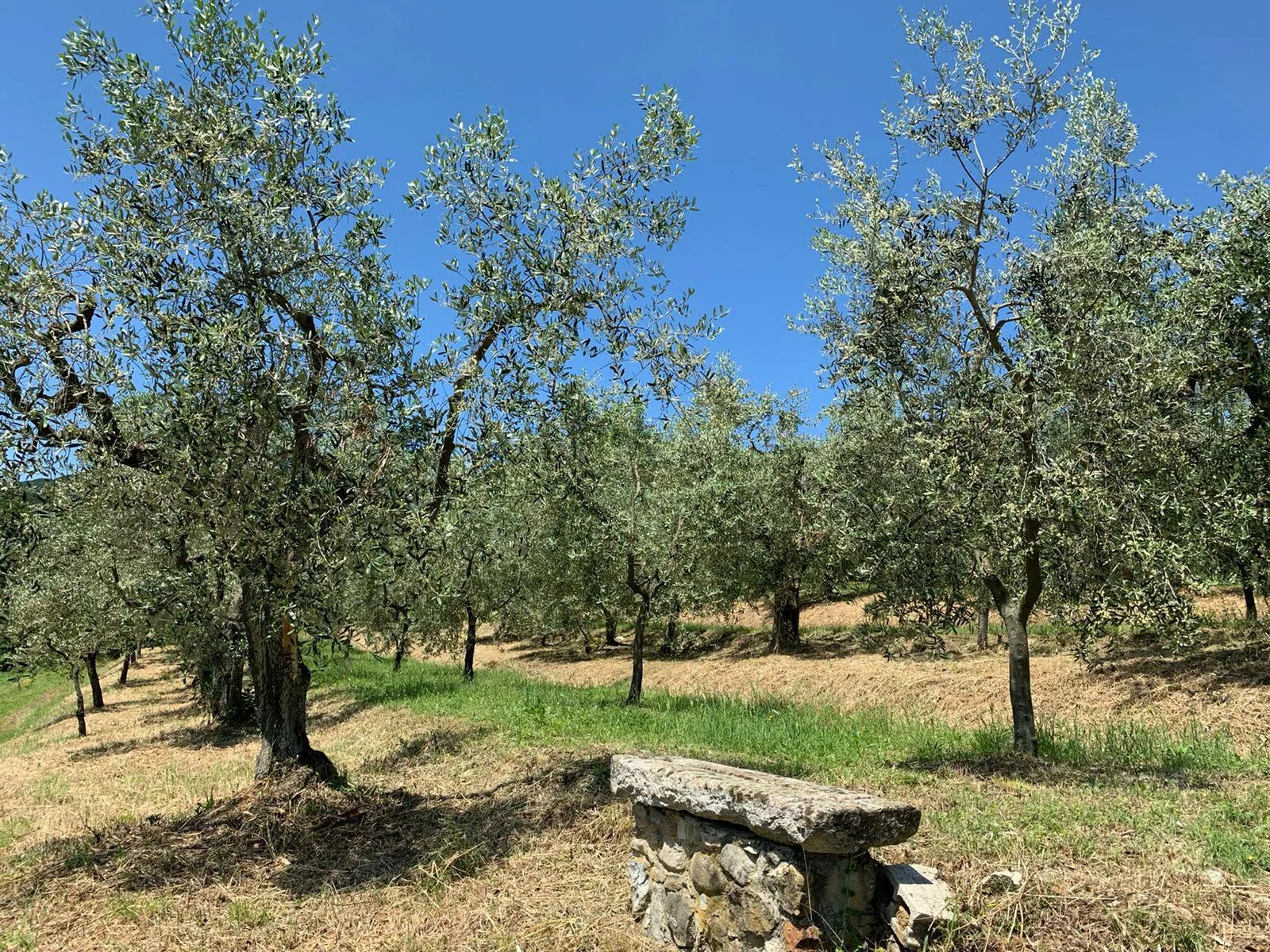 Olive trees in a field under a clear blue sky, with a stone bench in the foreground.