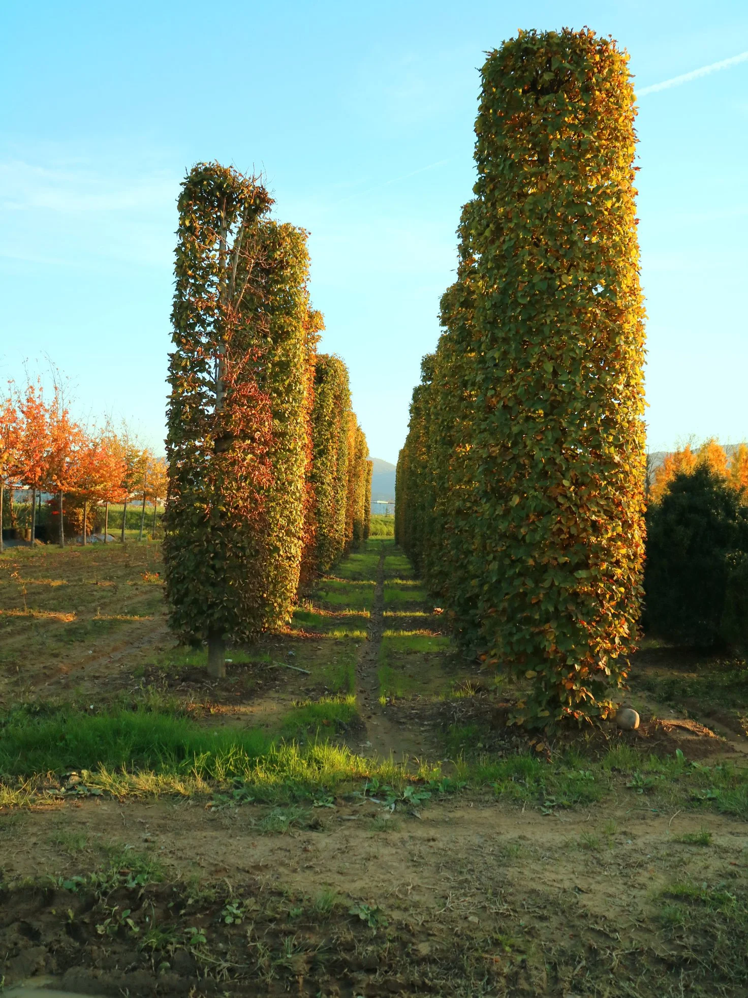 Row of tall, neatly trimmed trees with green and brown leaves, standing in a landscaped garden under a clear blue sky.