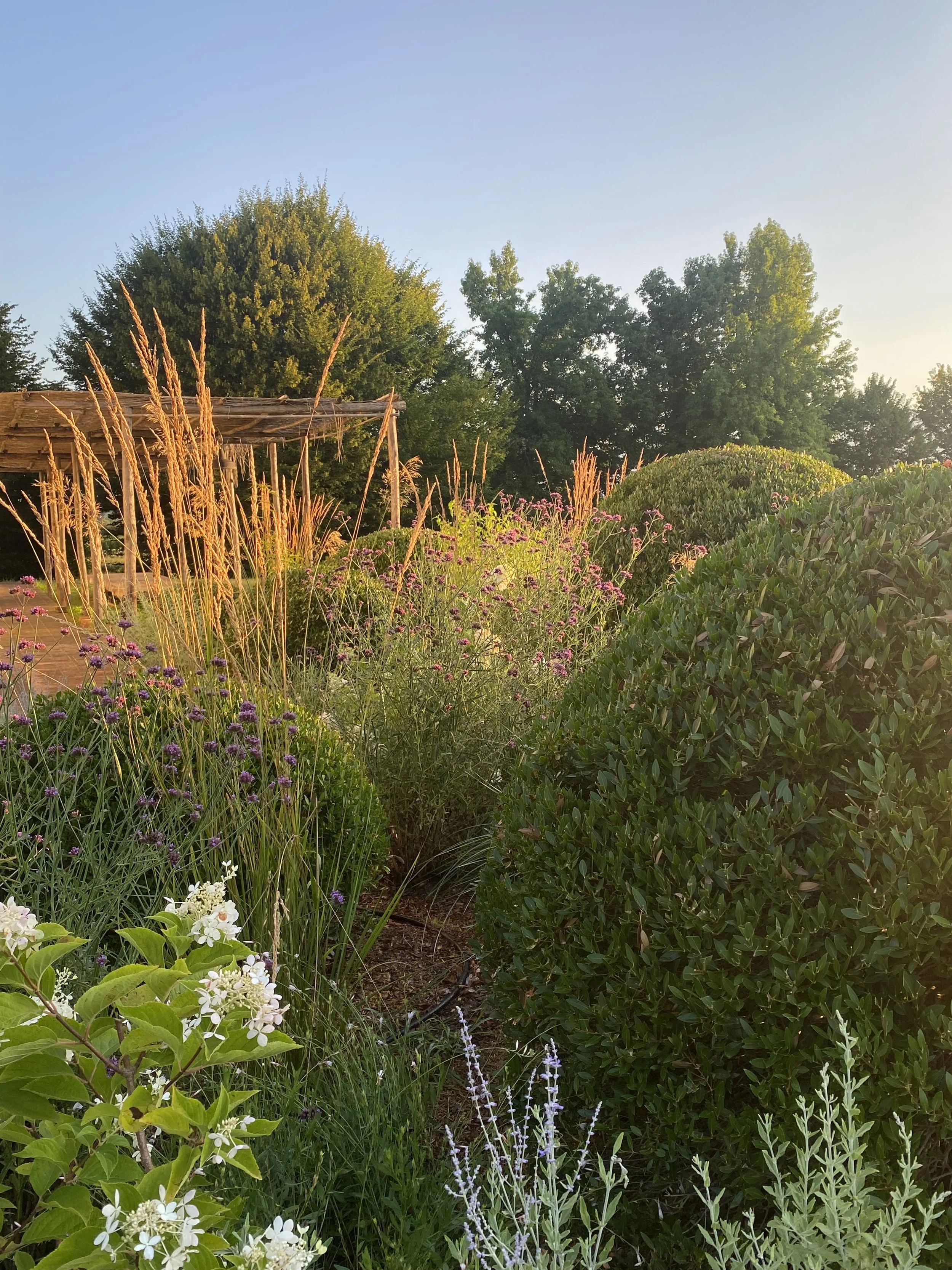 A lush garden with various green shrubs and blooming flowers, with trees in the background and a clear blue sky.