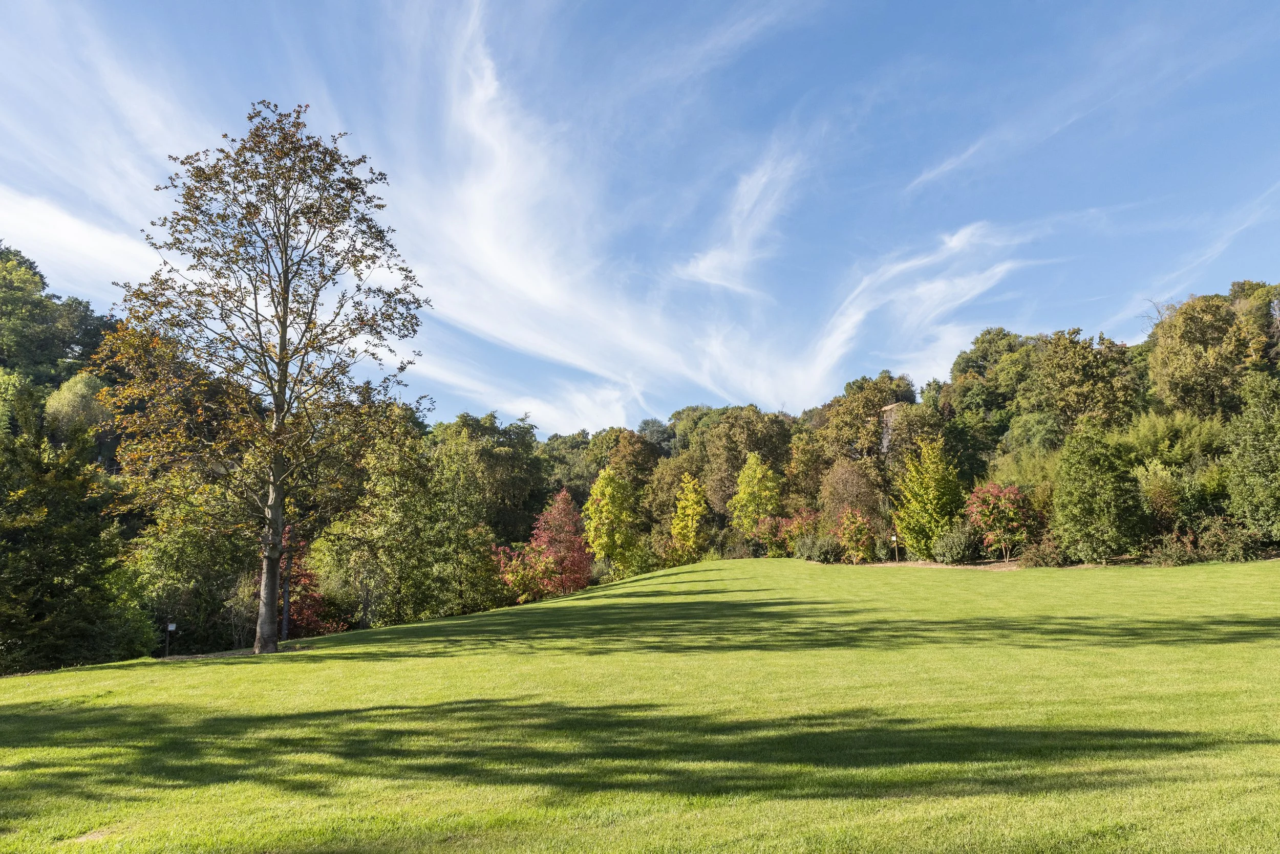 A grassy park with scattered trees and a wooded hillside in the background under a blue sky with wispy clouds.