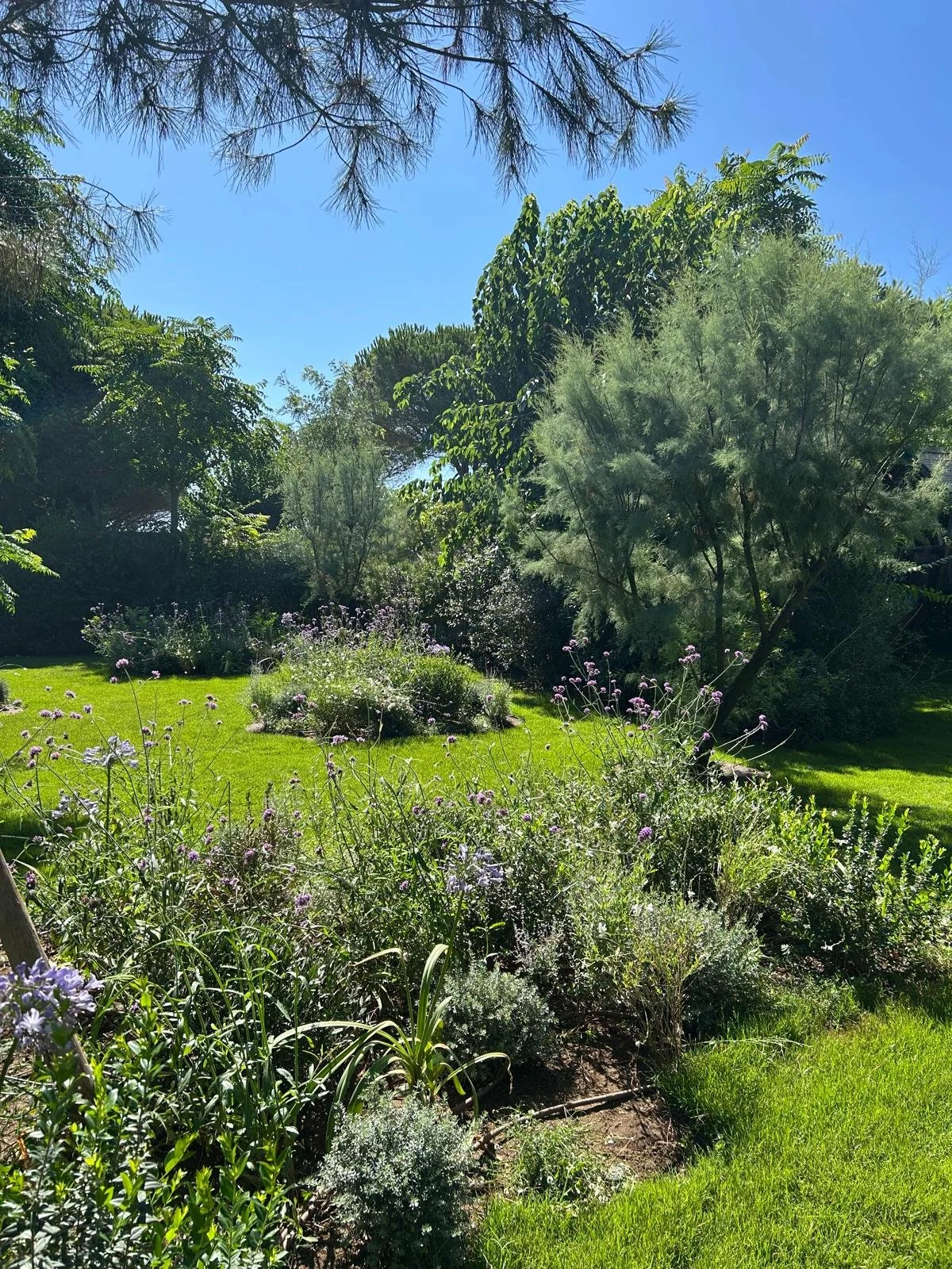 A lush garden scene with green grass, various flowering plants, and tall trees under a clear blue sky.