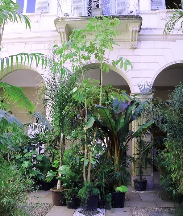 Indoor courtyard with lush green tropical plants including banana trees and palms, surrounded by white walls and a balcony with white decorative iron railings.