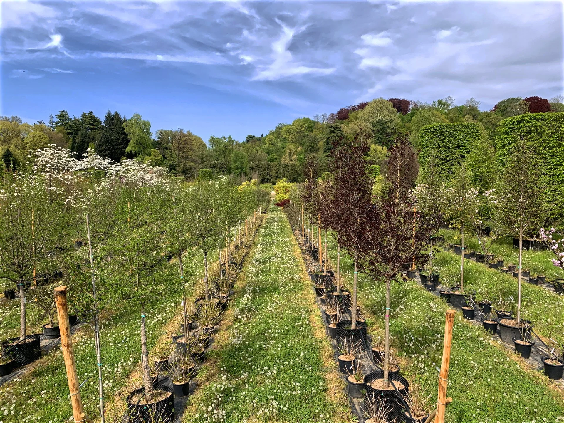 A garden with two rows of potted flowering trees and a grassy path between them, surrounded by bushes and tall trees under a partly cloudy sky.