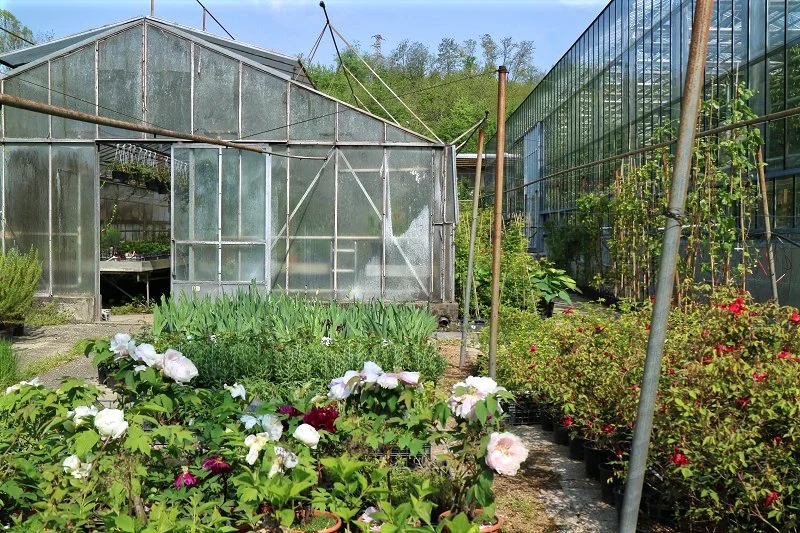 A greenhouse with glass panels, surrounded by flowerbeds and potted plants, located in a garden with trees in the background.