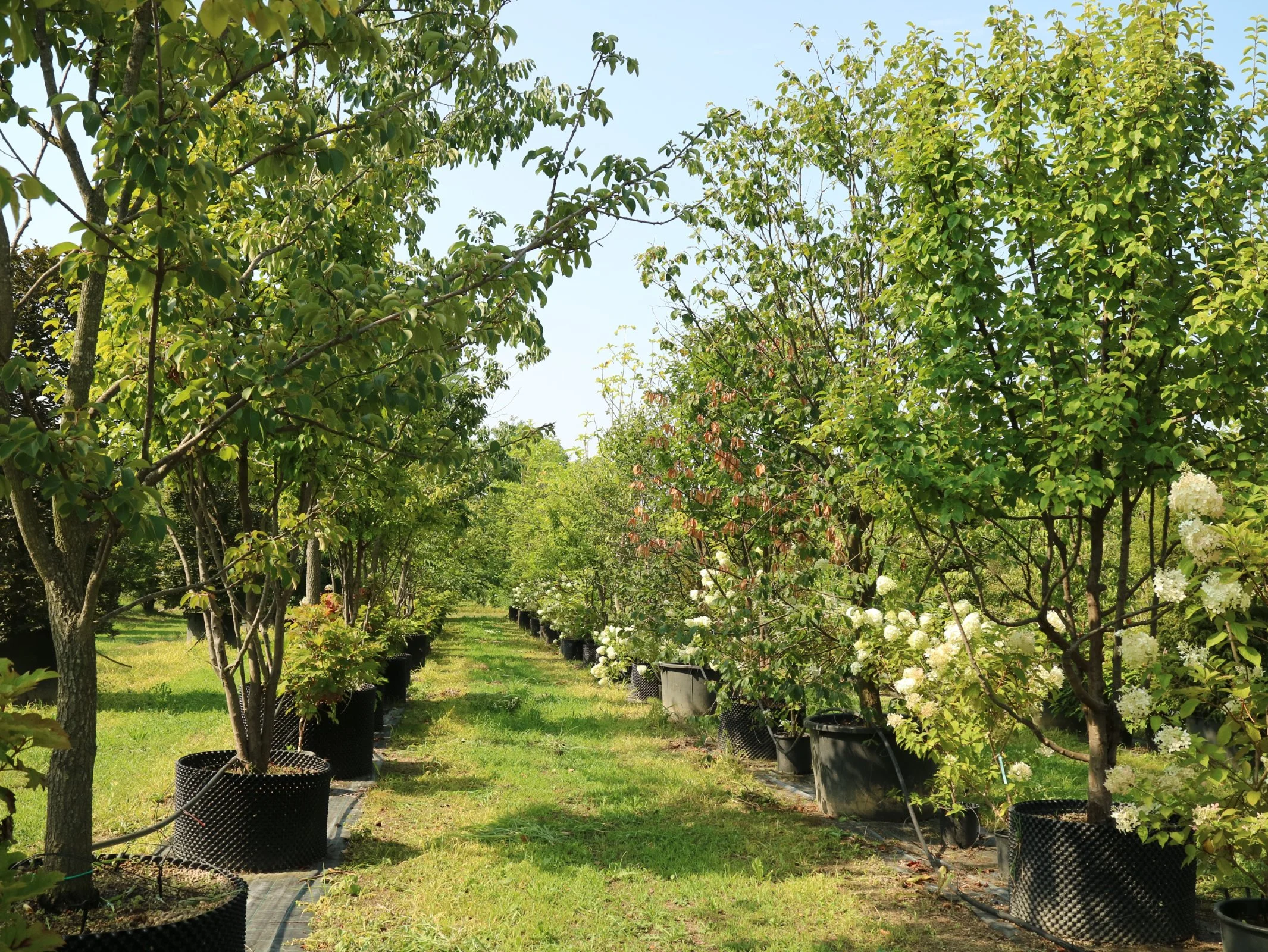 A nursery of potted flowering trees arranged in rows under a clear sky.