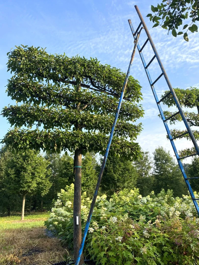 A tall metal ladder leaning against a tree in a garden with green foliage, white flowers, and a grassy ground under a blue sky with scattered clouds.