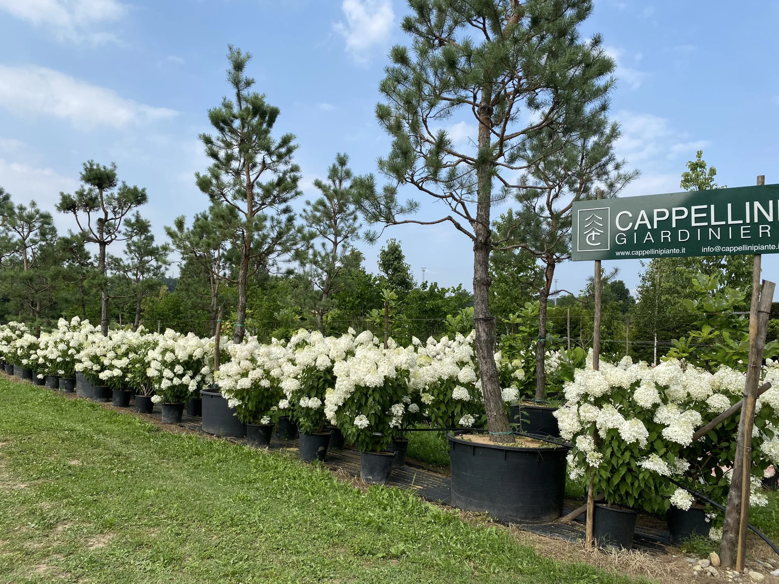 A nursery with potted pine trees and white flowering bushes under a blue sky, with a sign reading 'Cappellini Giardiniere'.