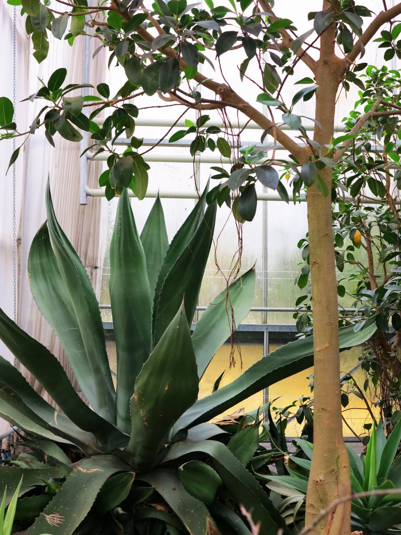 Indoor garden with large agave plant in the foreground and smaller leafy trees and plants in the background