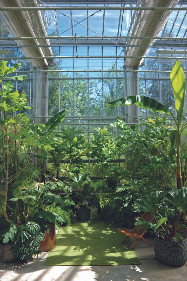 Greenhouse filled with various leafy green plants, potted on the floor, with a small wooden chair and a green rug, under a glass ceiling letting in sunlight.