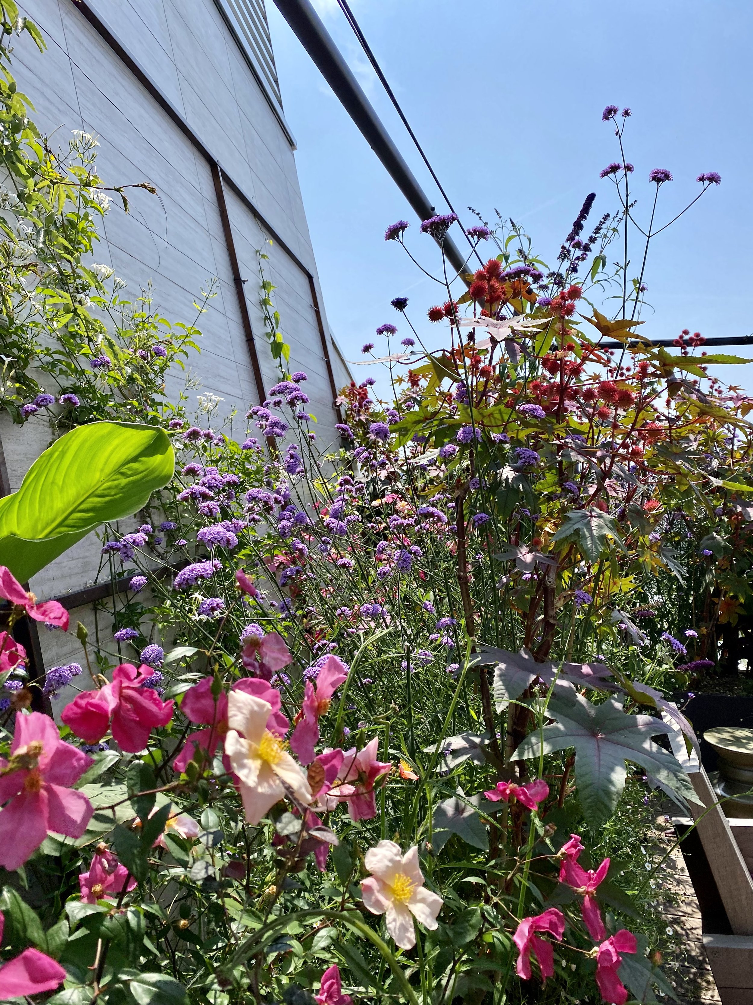 A garden with colorful flowers including purple, pink, and white blooms, set against a building and a clear blue sky.
