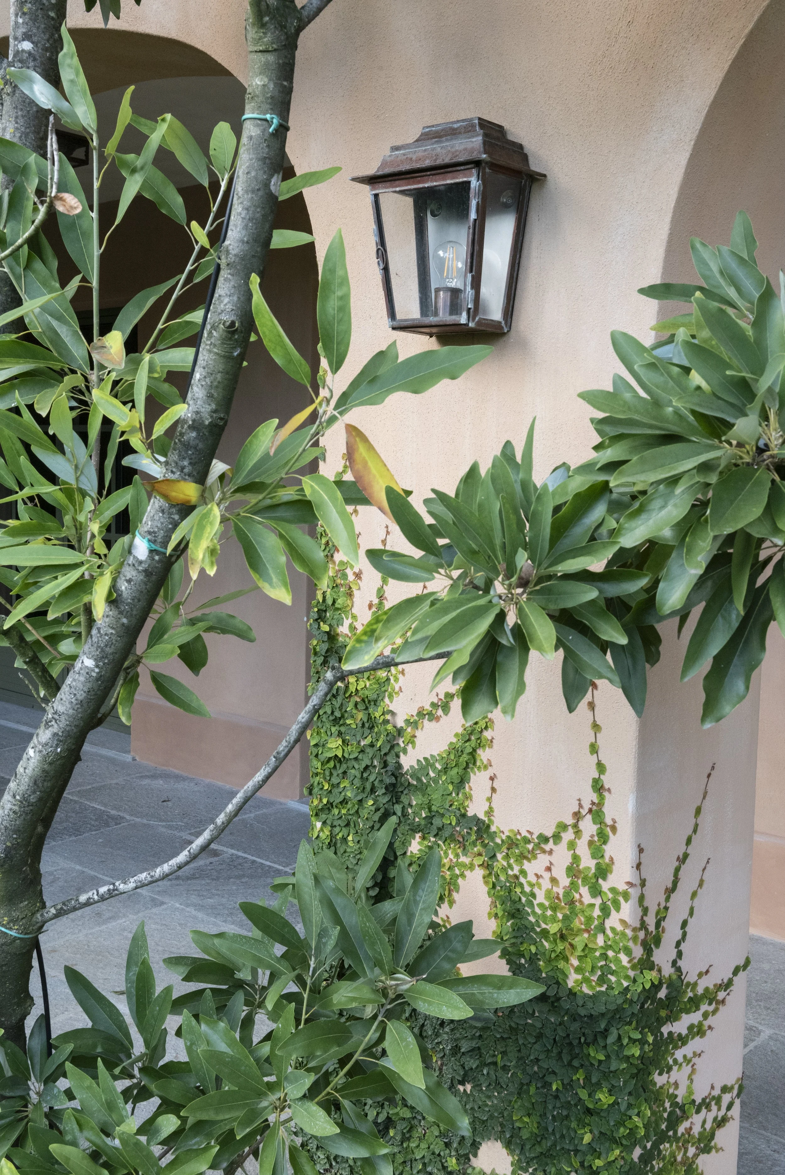 Exterior wall with a black lantern-style light fixture surrounded by green leafy plants and vines.