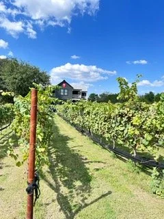 Beautiful vineyard for photos