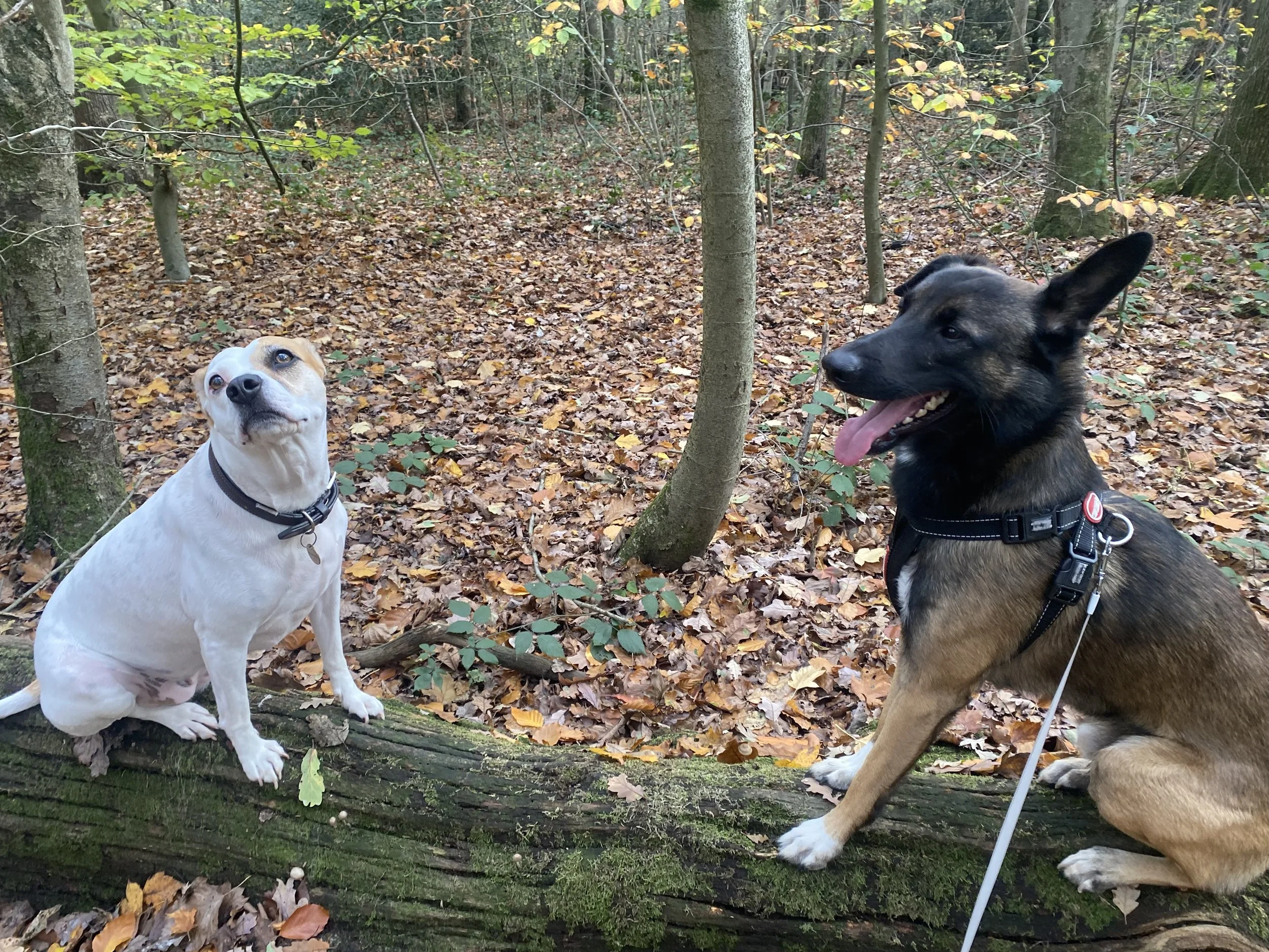 Two dogs, one with a white coat and blue eyes, the other black and brown with ears upright, are outdoors in a wooded area with fallen leaves. The white dog is sitting on a mossy log, looking at the camera, while the black and brown dog is standing an