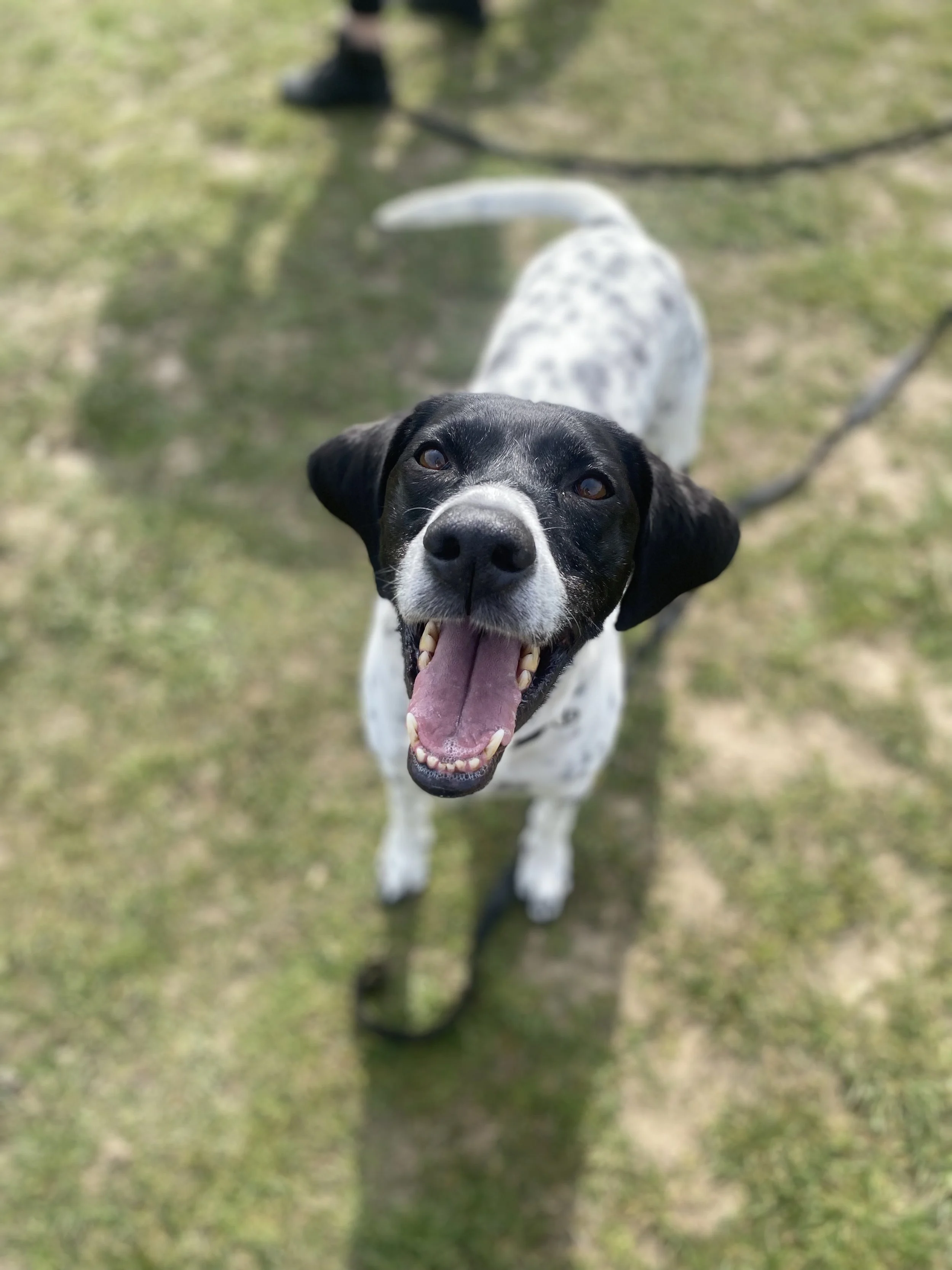 A happy black and white dog with floppy ears and a wide open mouth, showing its tongue and teeth, standing on grass while looking up at the camera.