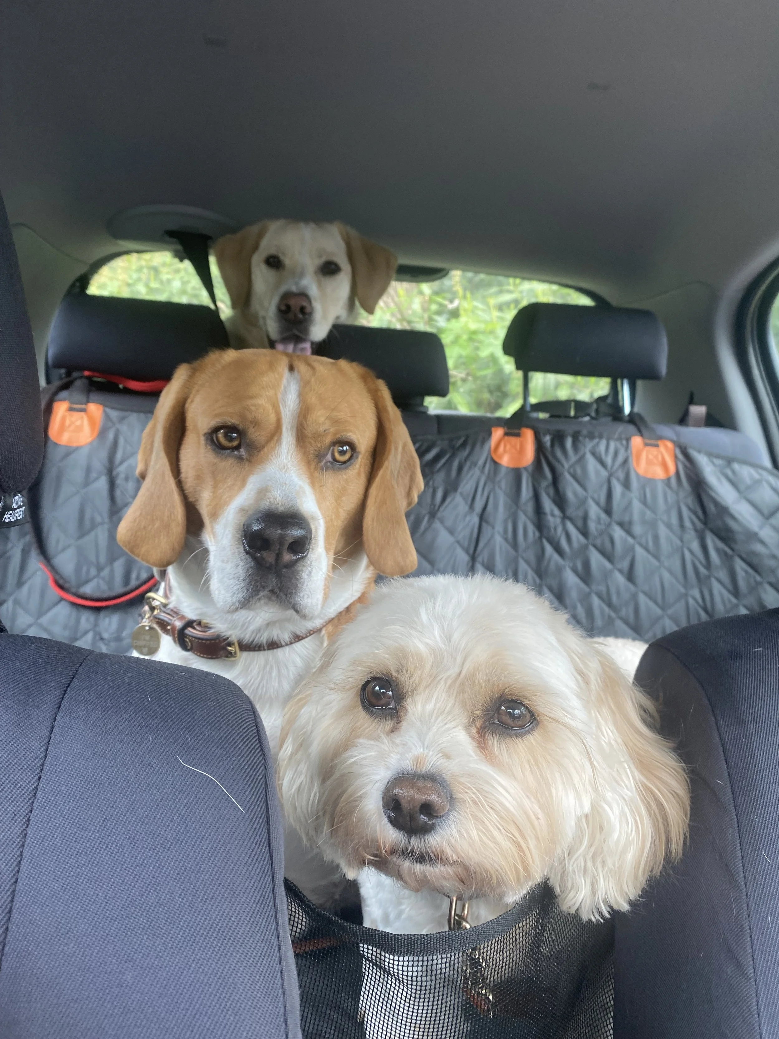 Four dogs sitting in the back of a vehicle, with one dog in the foreground, two dogs in the middle, and one dog visible in the background, looking towards the camera. Charlie's Wholesome Adventures Dog Day care Greenwich