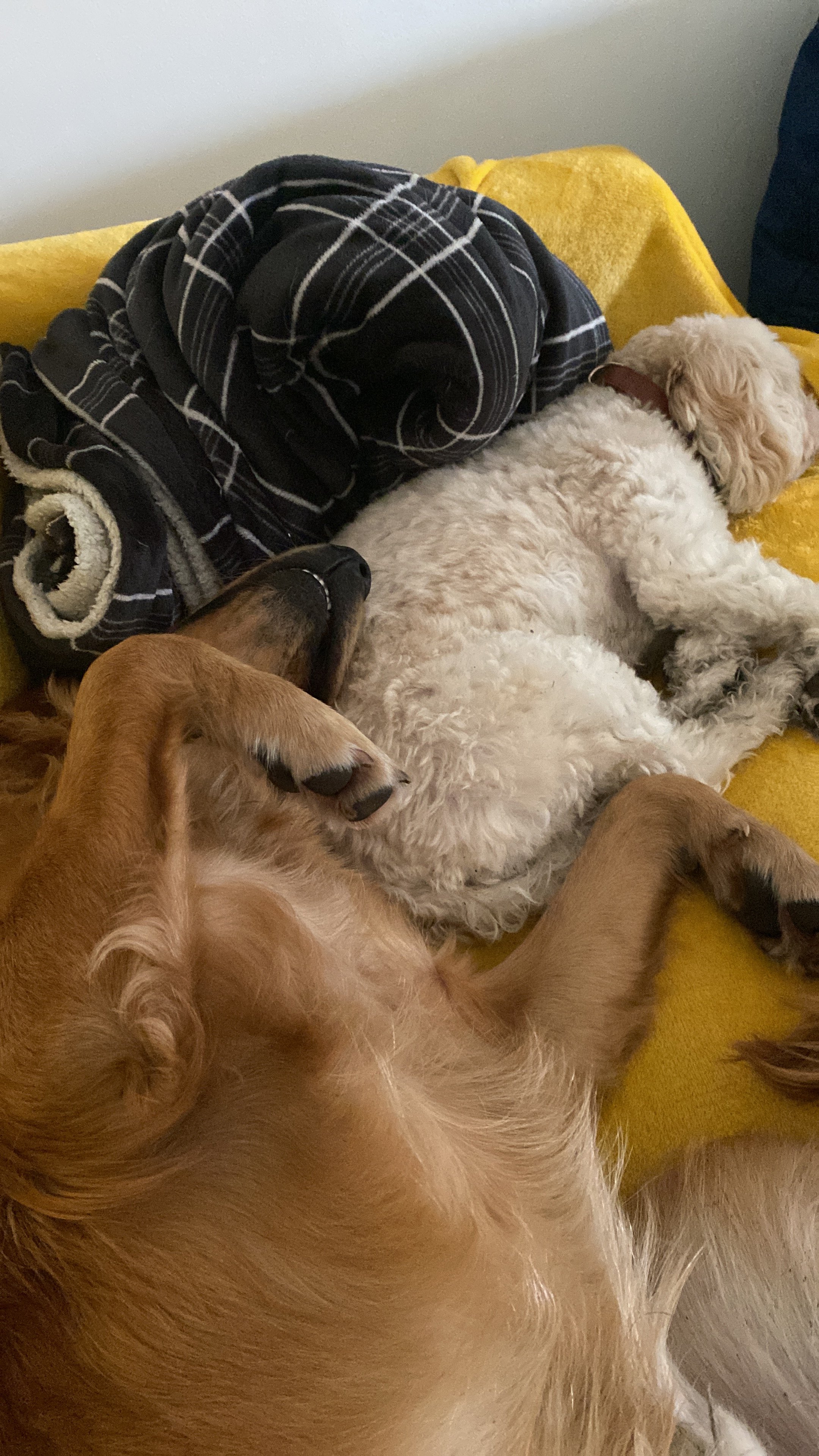 Daycare and Boarding