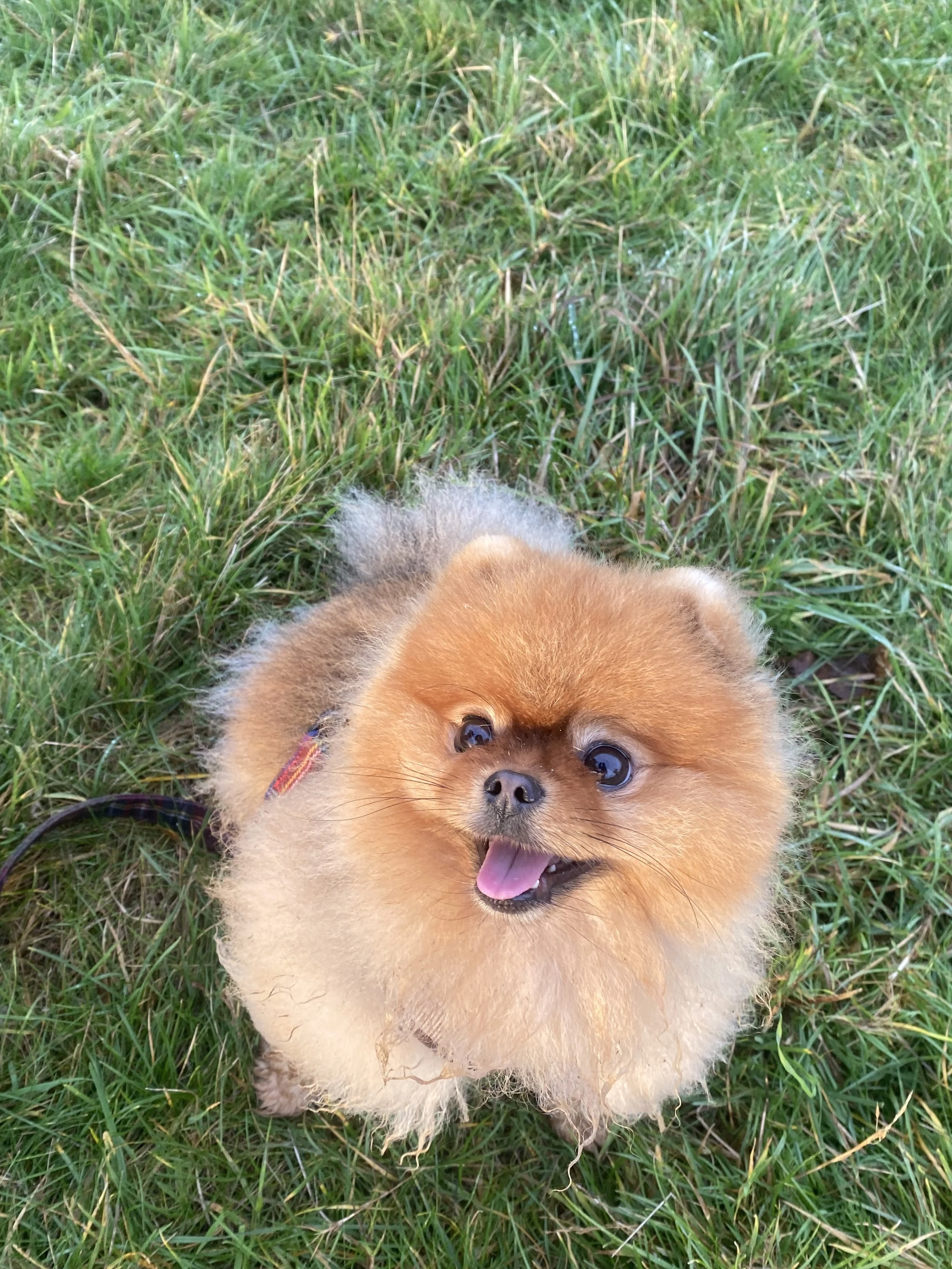 A fluffy brown Pomeranian puppy with big eyes and an open mouth sitting on green grass.