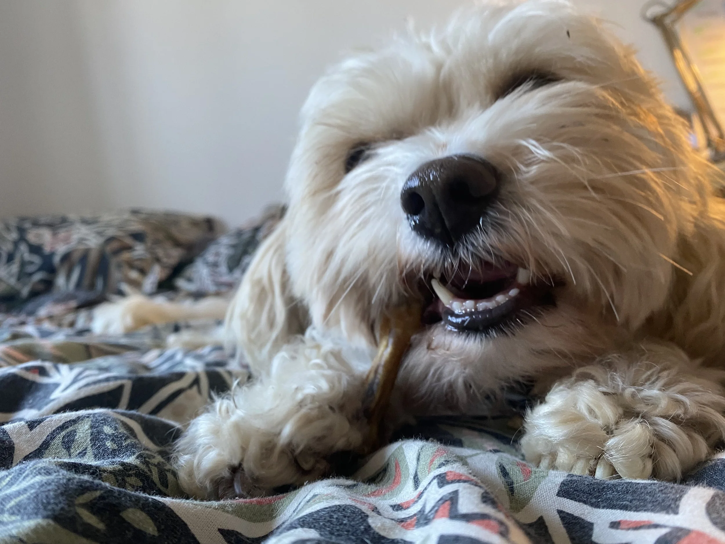 Close-up of a small, fluffy white dog with black eyes and nose, resting on a multicolored fabric surface.