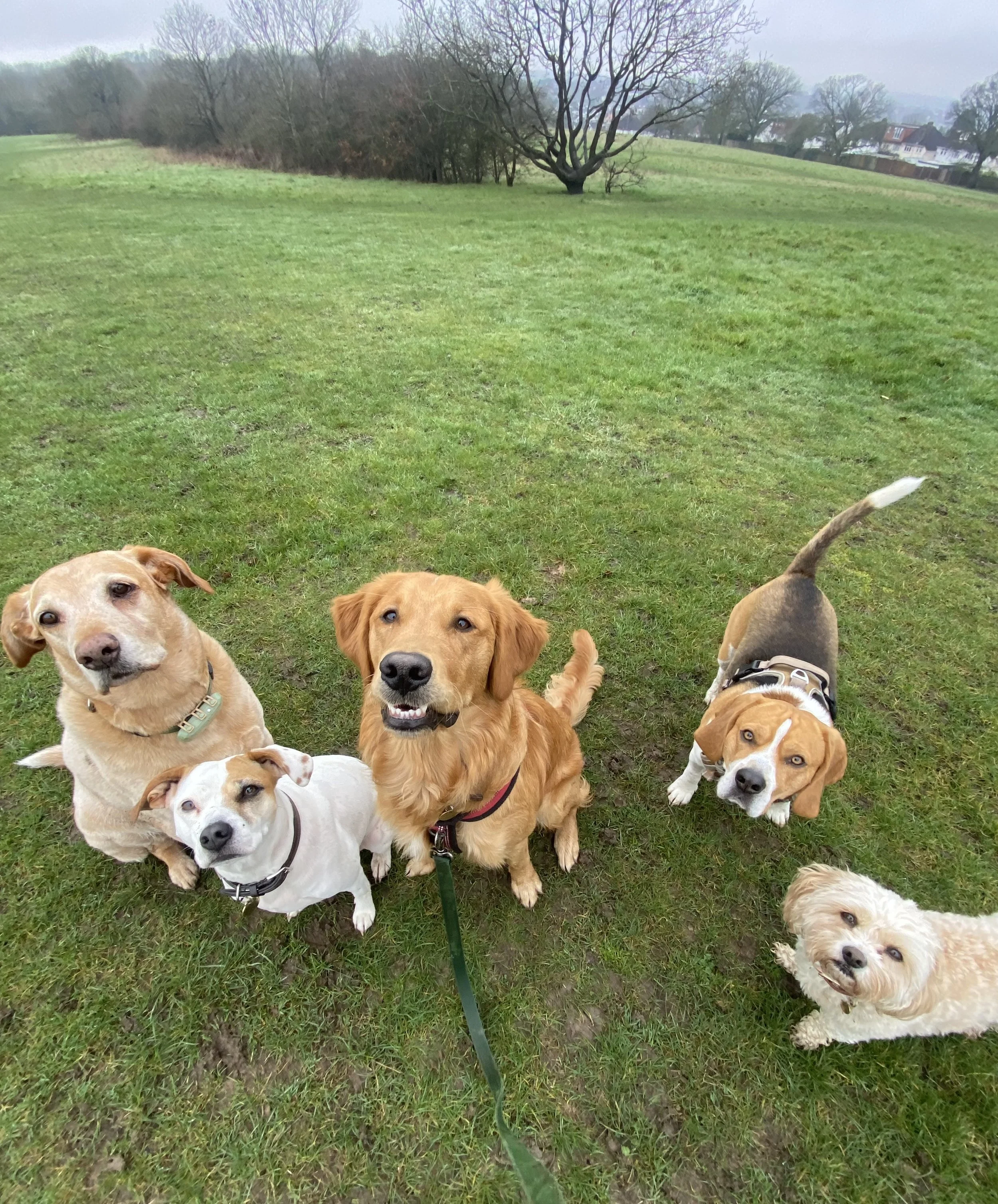 Group of six dogs sitting and standing on a grassy field, with trees and houses in the background on a cloudy day.