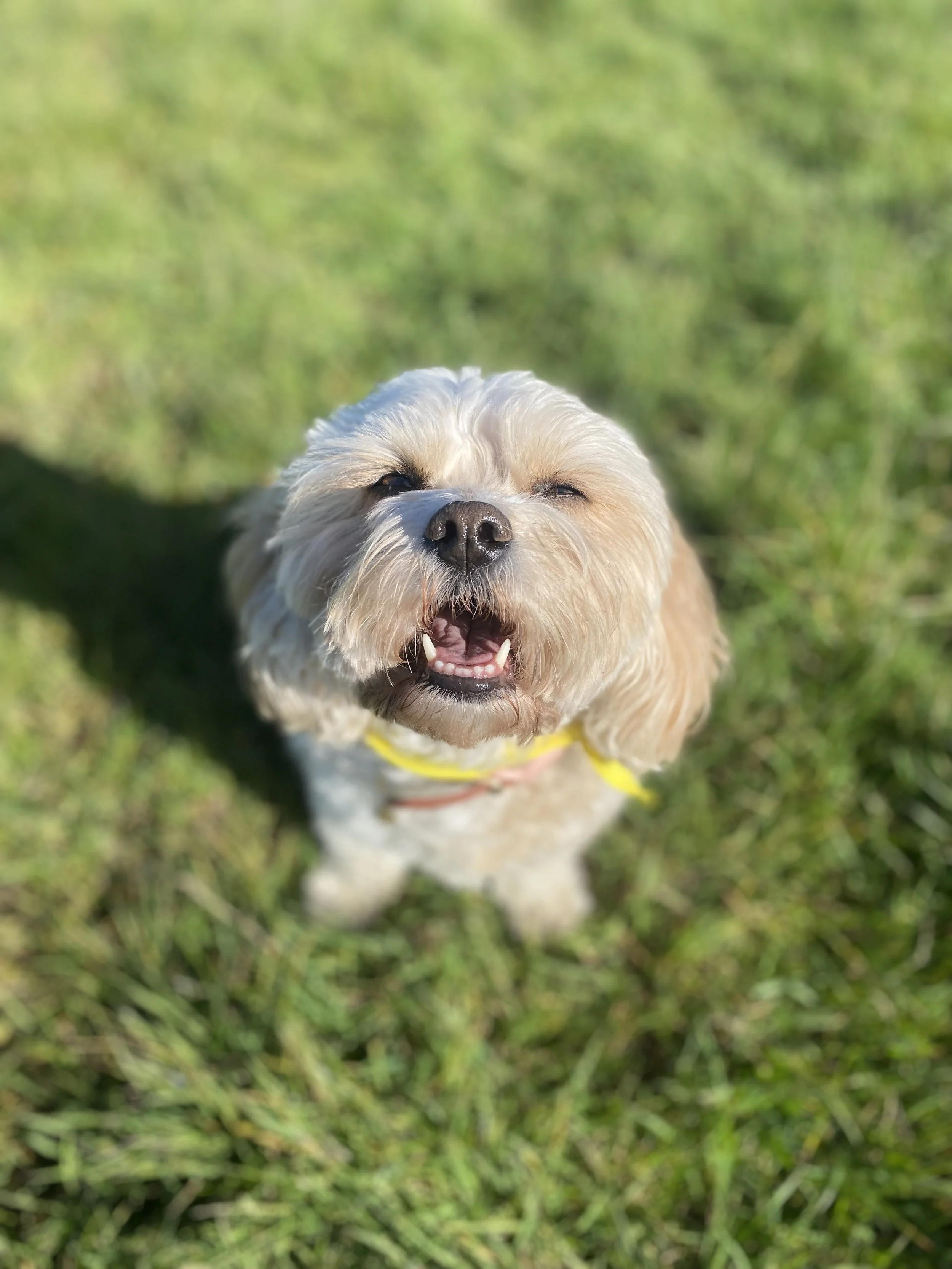 A small dog with light-colored, fluffy fur and a yellow collar standing on green grass, smiling with eyes closed.