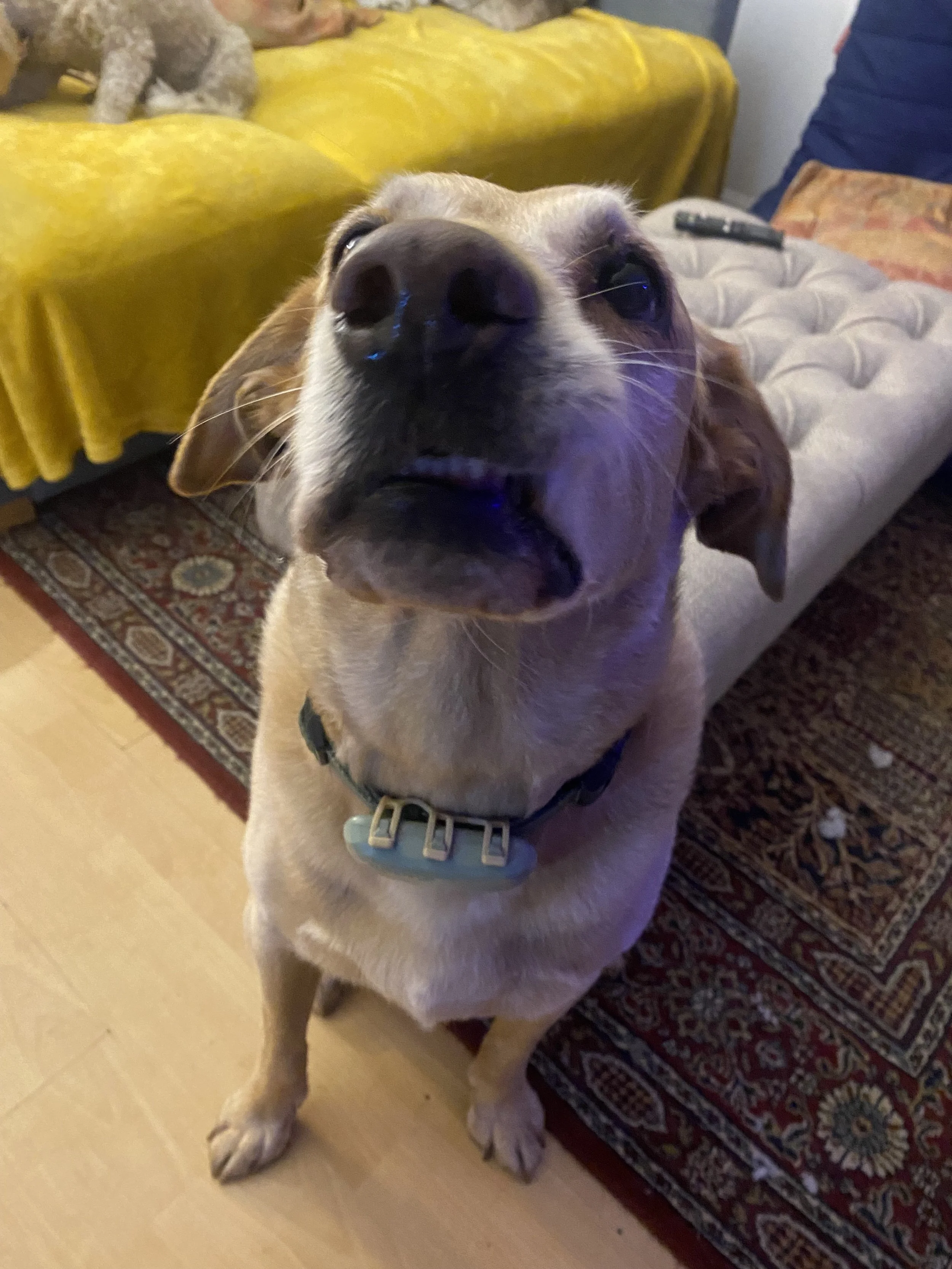 Close-up of a yellow Labrador Retriever dog with a collar, lying partly on a patterned rug and partly on a light-colored floor, with its nose close to the camera lens.