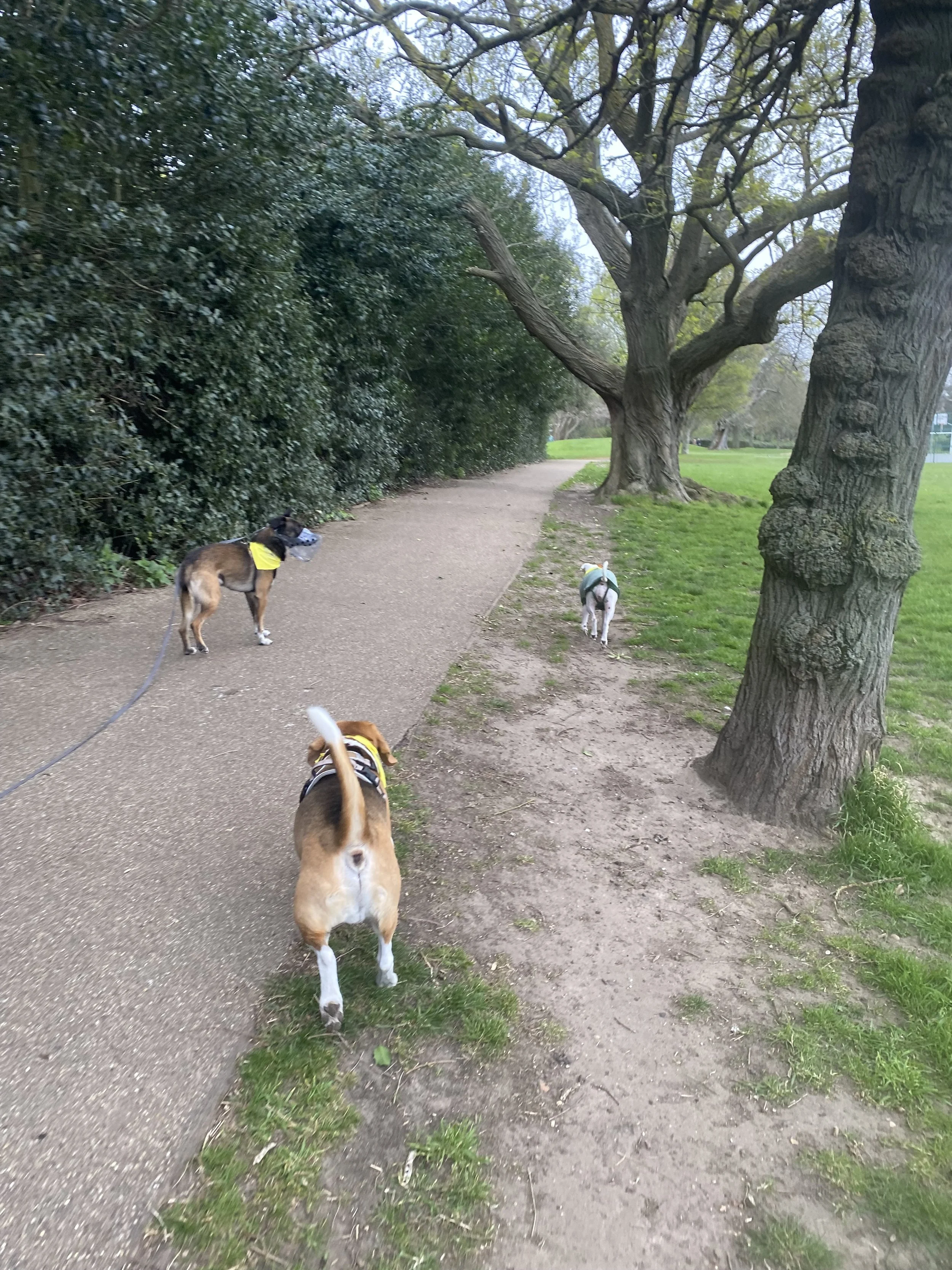 Three dogs walking on a pathway in a park, with large trees and green grass on either side.Charlie's Wholesome Adventures Dog Day care Greenwich