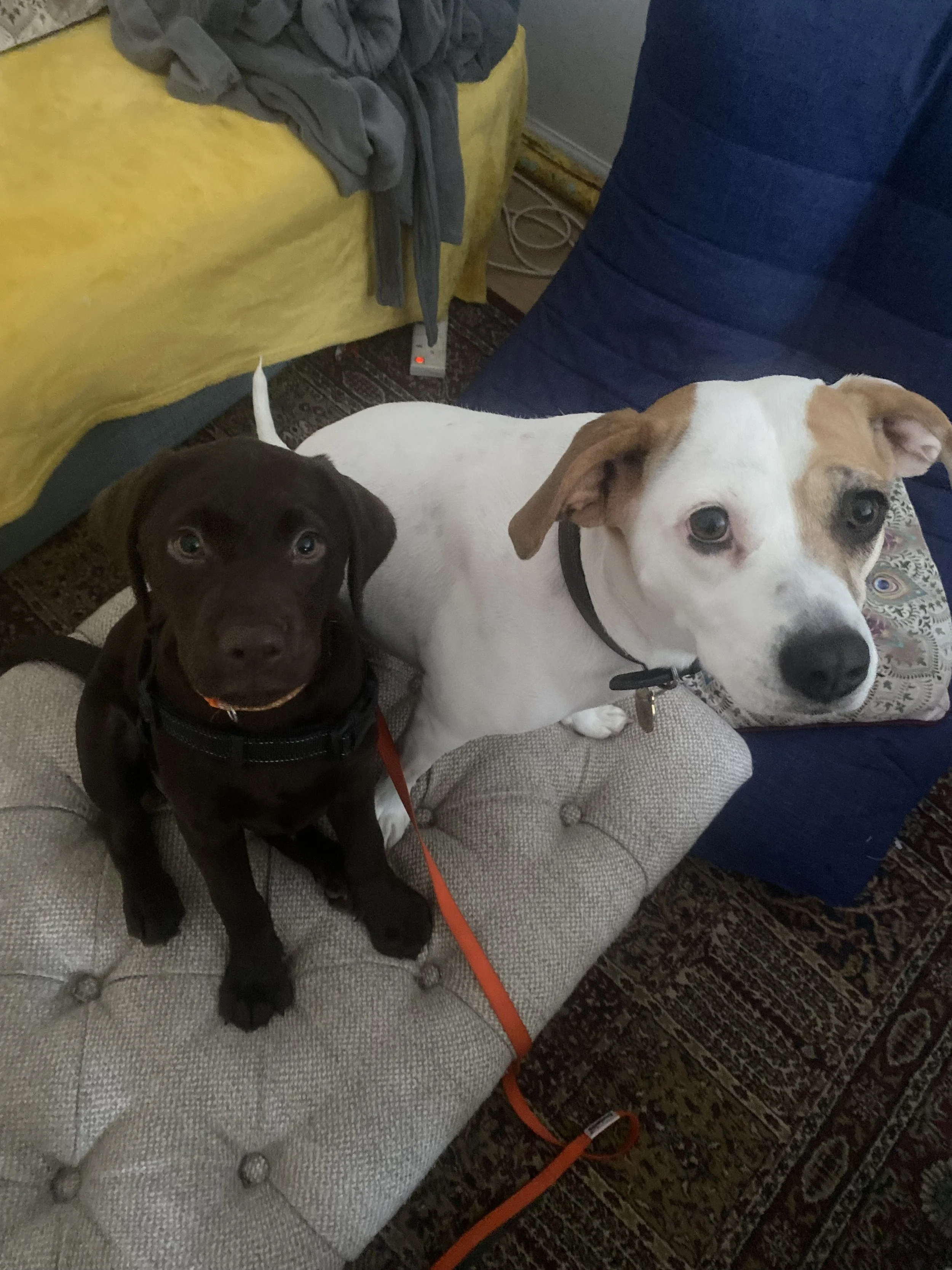 Two dogs sitting on a beige cushioned chair in a cozy room. One dog is dark brown with a shiny coat, wearing a harness, looking directly at the camera. The other dog is white with brown patches on its face and ears, also looking at the camera. A pers