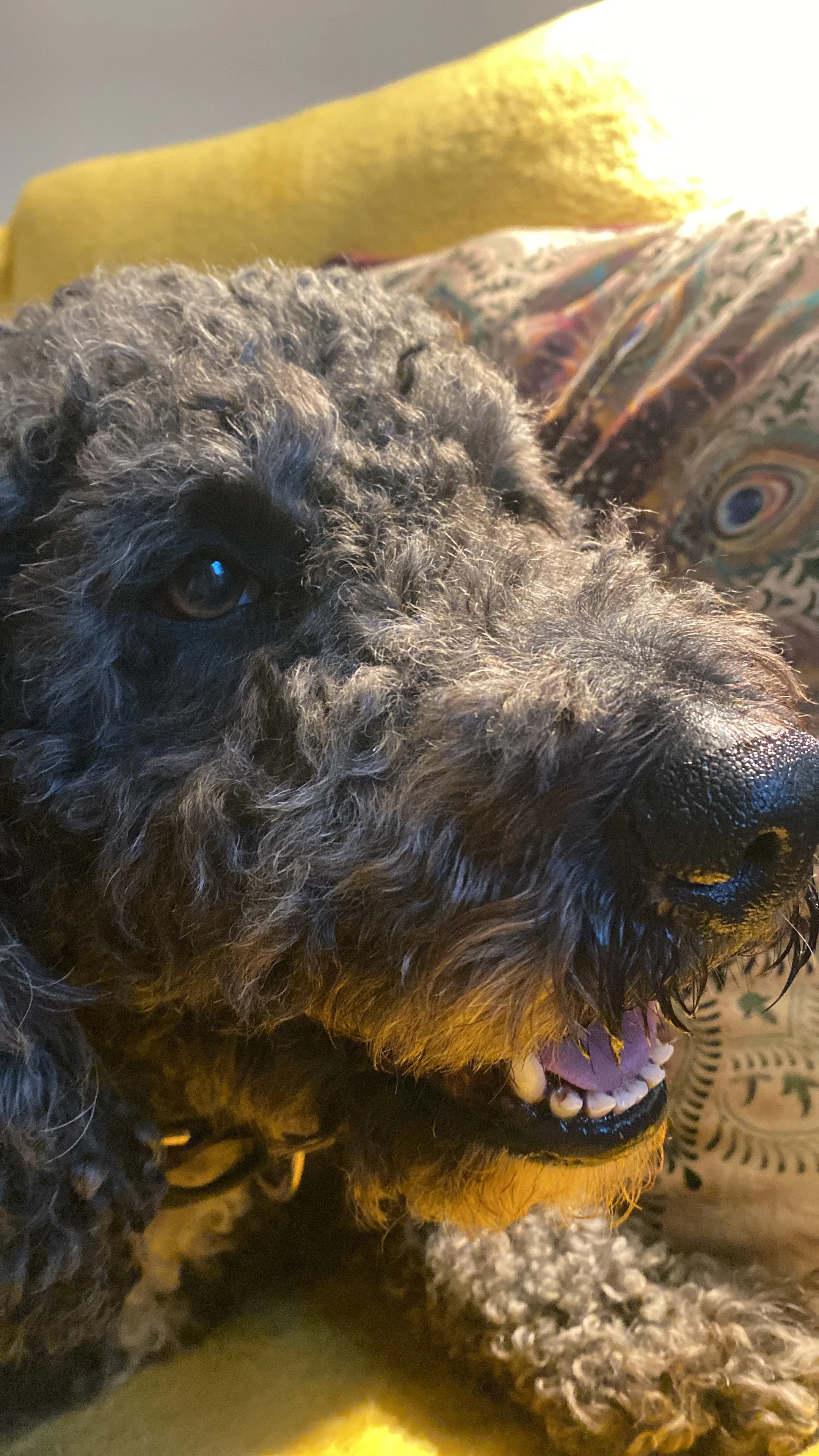 Close-up of a black curly-haired dog lying on a patterned pillow with its mouth open, showing teeth and pink tongue.