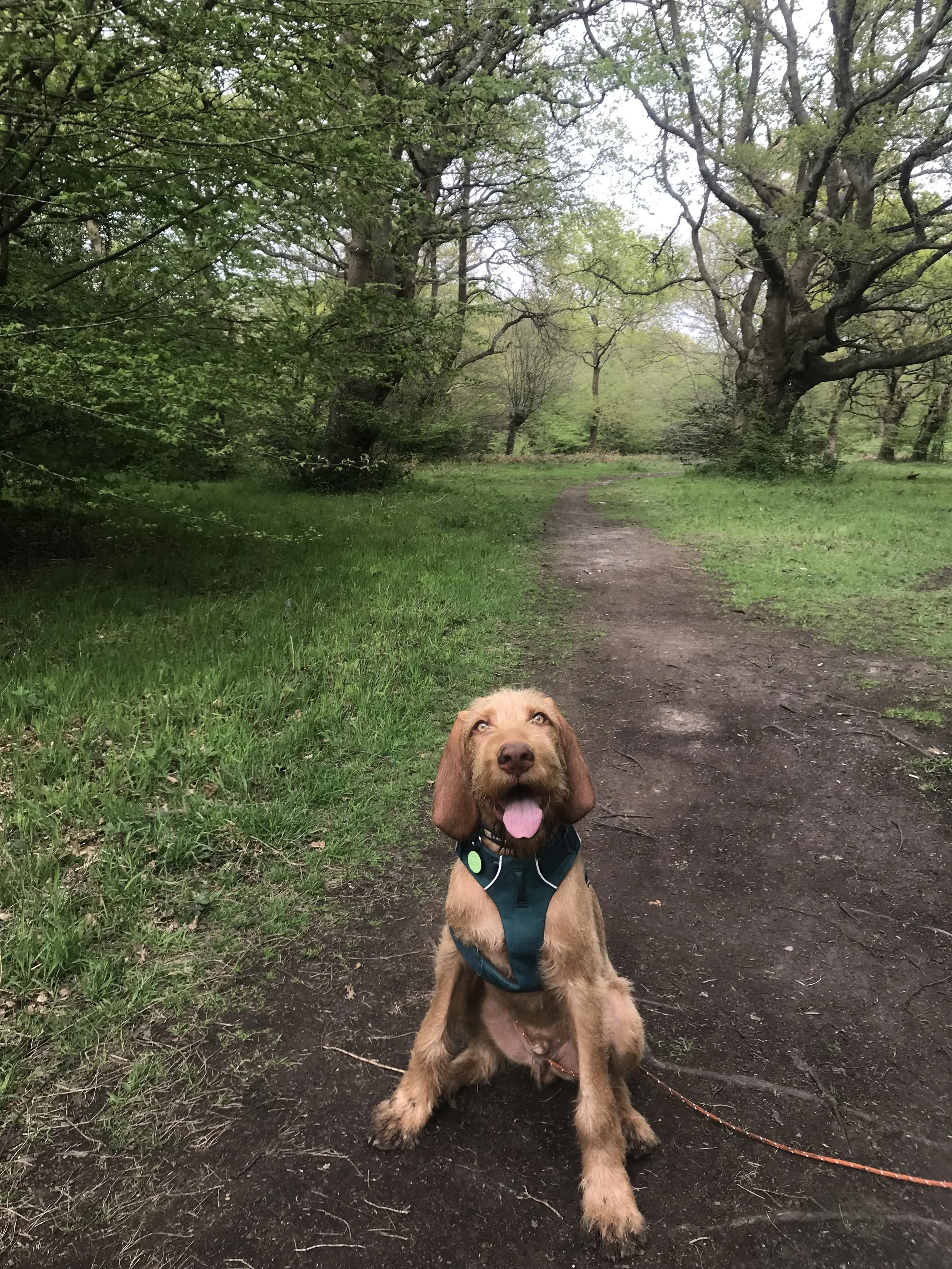 A brown dog with long ears sitting on a dirt path in a green, wooded park. Charlie's Wholesome Adventures