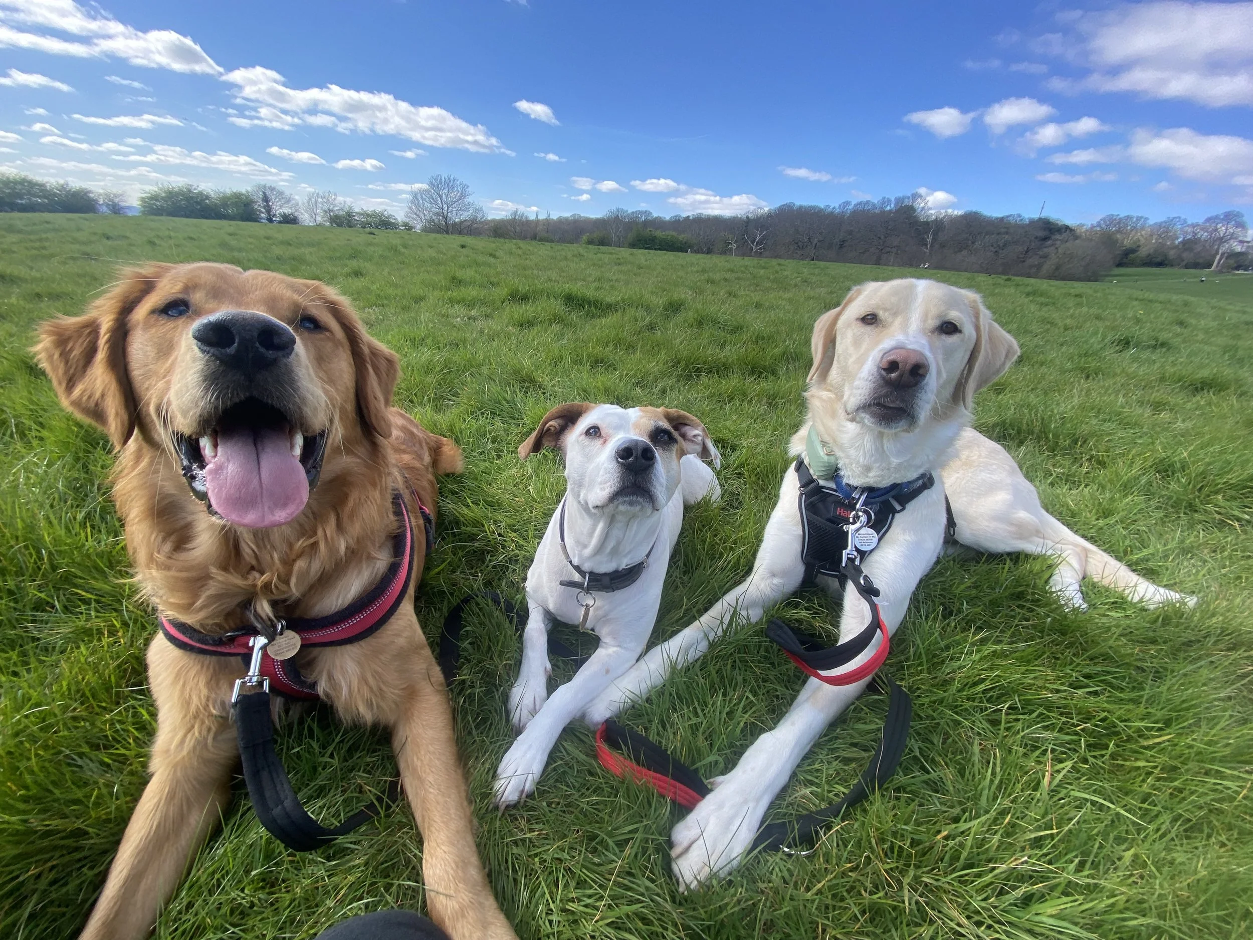 Four dogs lying on green grass in a park under a blue sky with white clouds. Charlie's Wholesome Adventures Dog Day care Greenwich