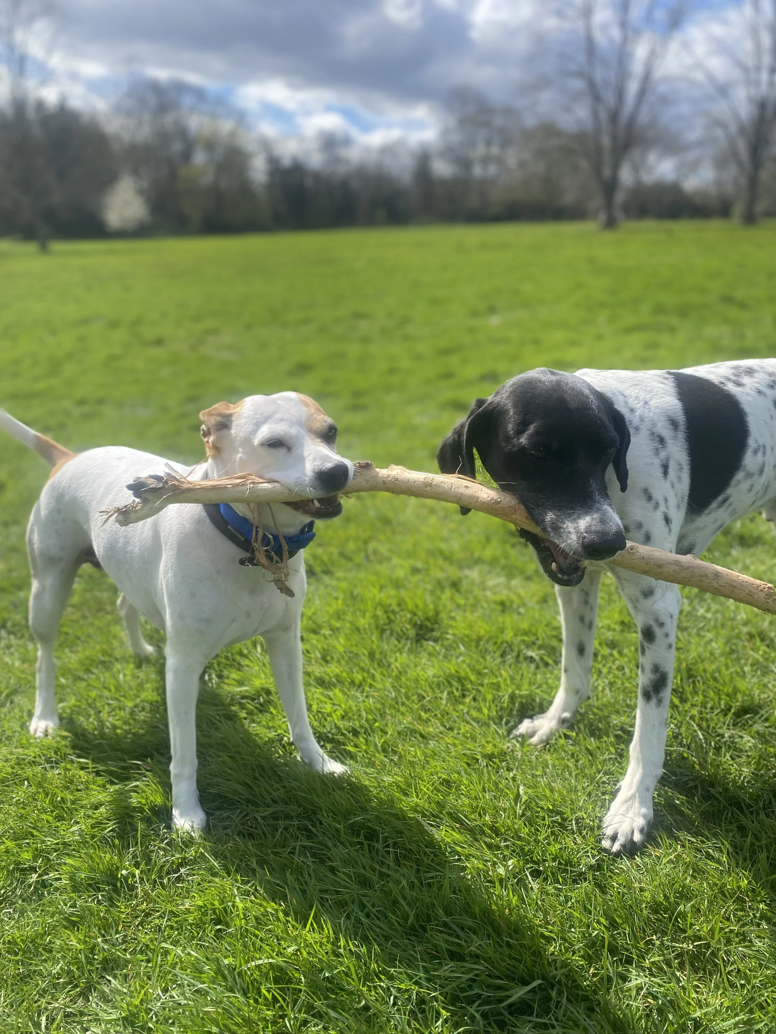 Two dogs playing tug-of-war with a large stick on a green grassy field, with trees and cloudy sky in the background. Charlie's Wholesome Adventures Dog Day care Greenwich