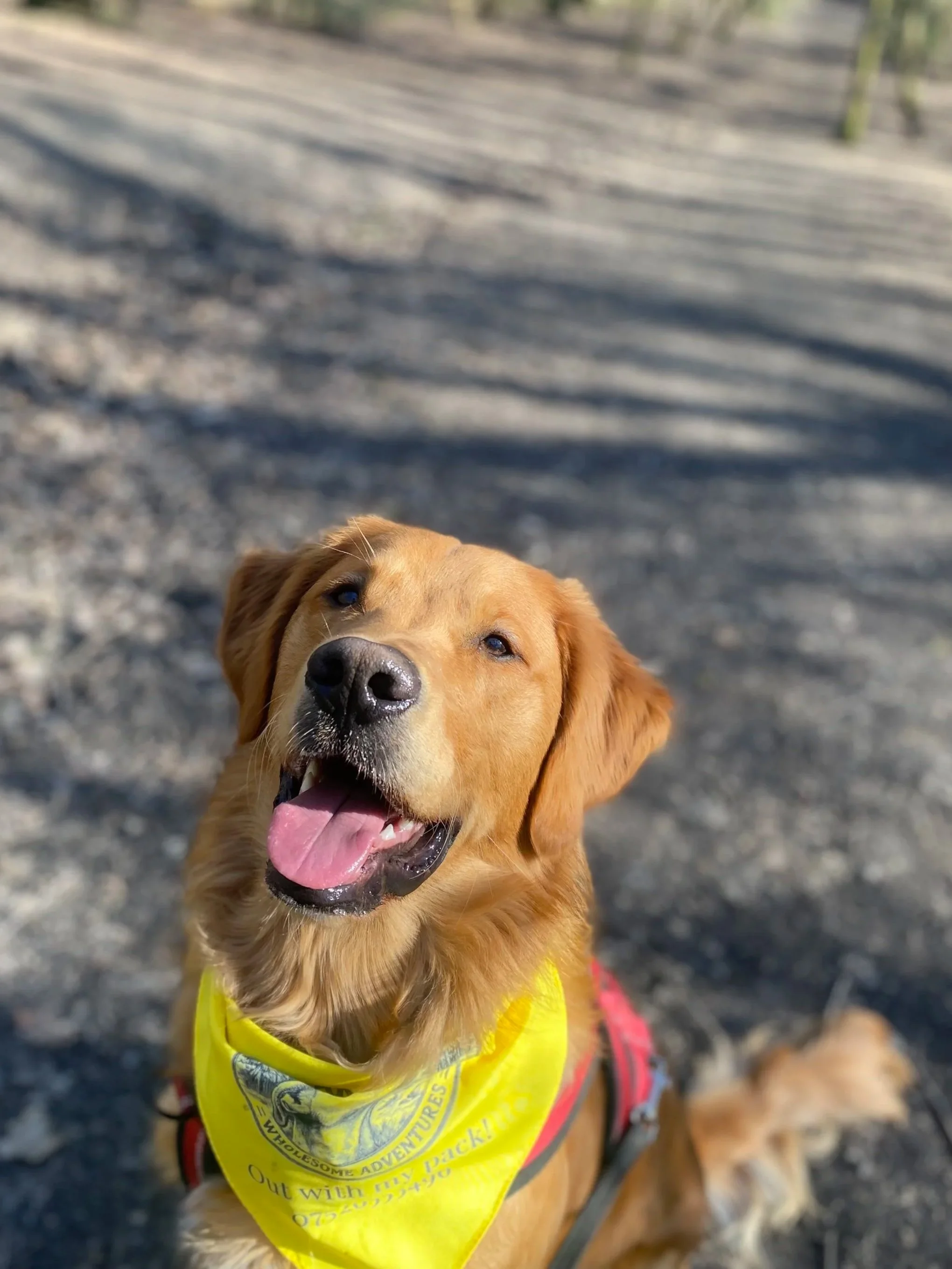 A happy golden retriever dog with a yellow bandana around its neck, sitting on a gravel surface outdoors, smiling with its tongue out and looking at the camera. Charlie's Wholesome Adventures
