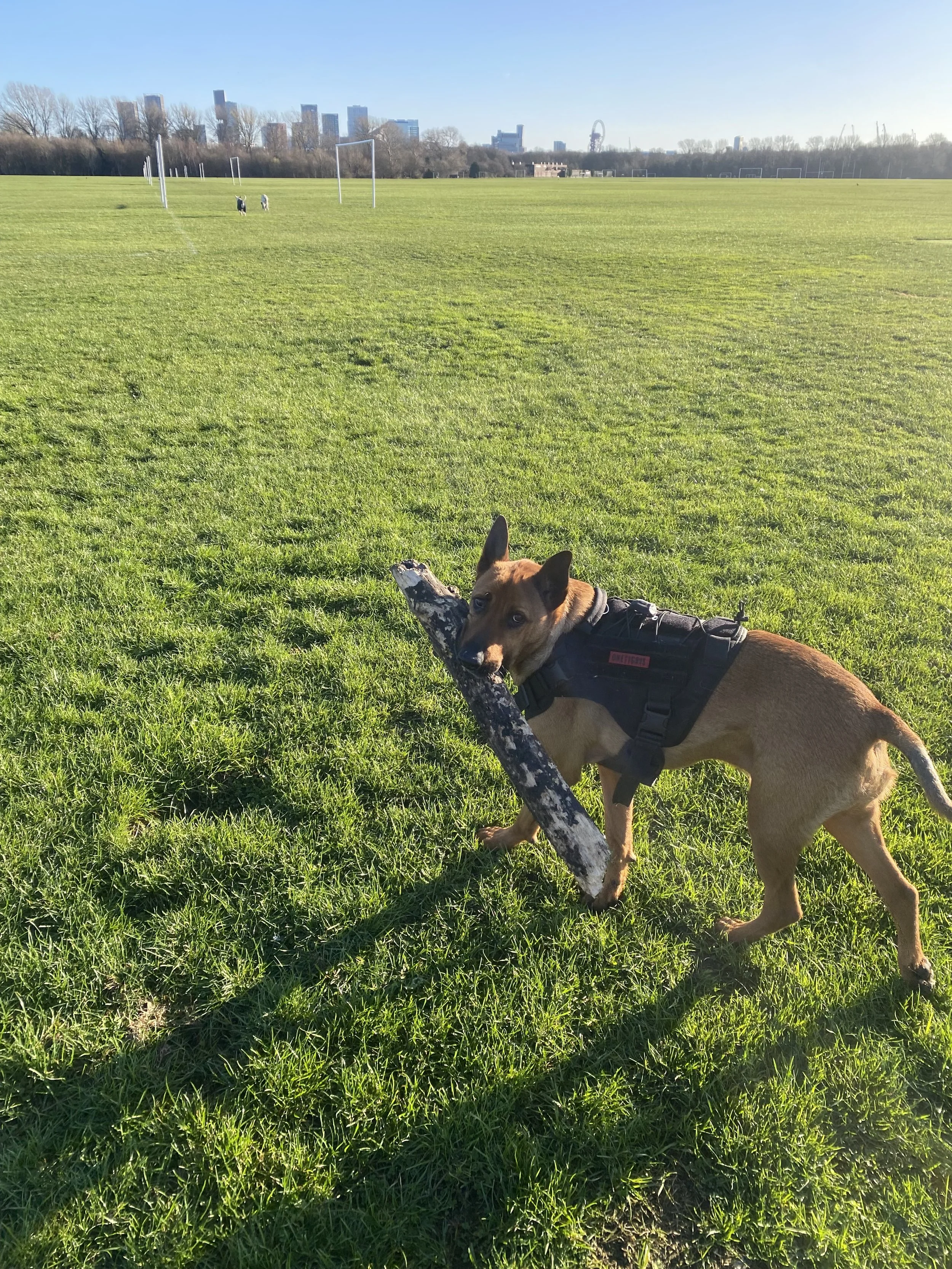 A brown dog wearing a harness and leash is lying on green grass, holding a stick in its mouth, in a large open field with a city skyline in the background under a clear blue sky.