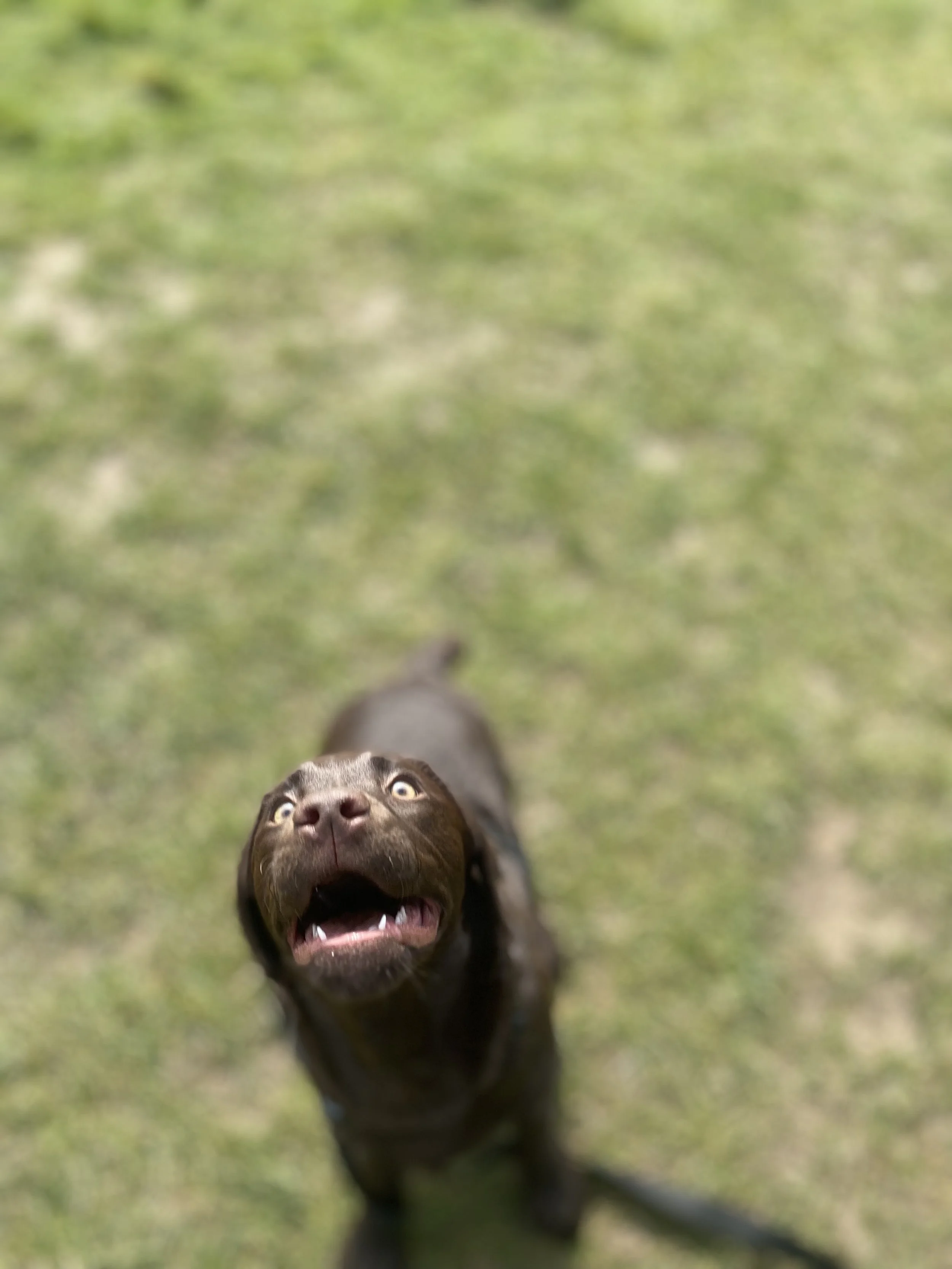 A brown dog with light-colored eyes looking up with mouth open, on a grassy field