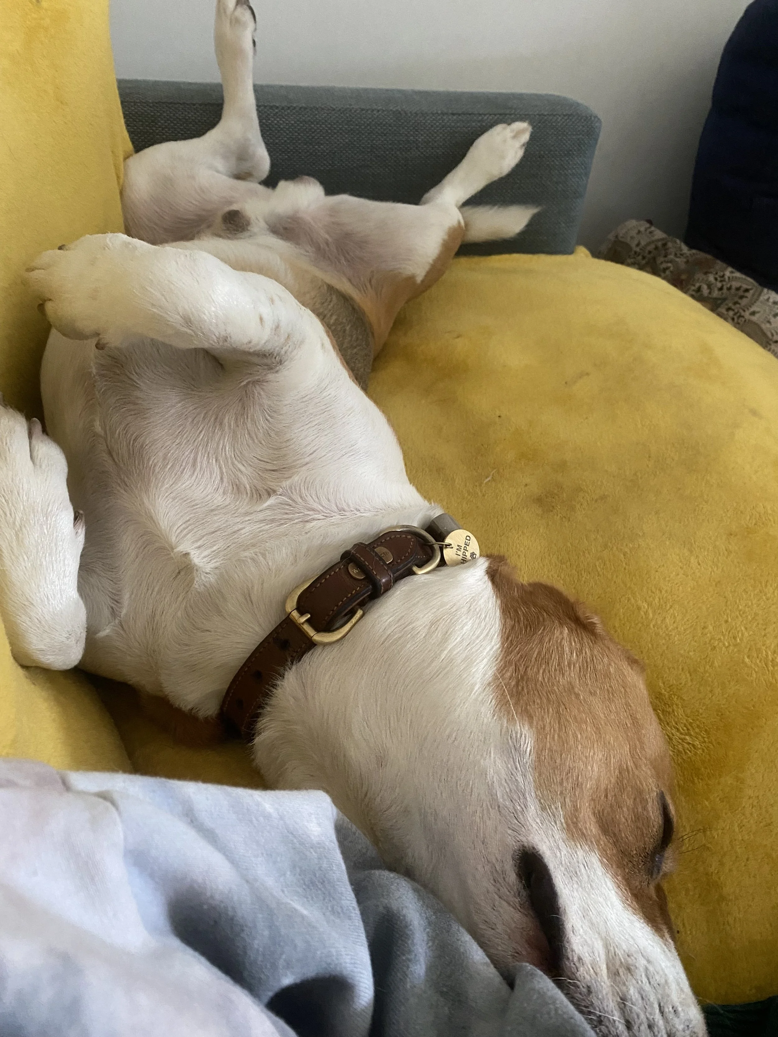 A dog lying on its back on a yellow couch with its head tilted sideways, one paw up and its belly exposed.