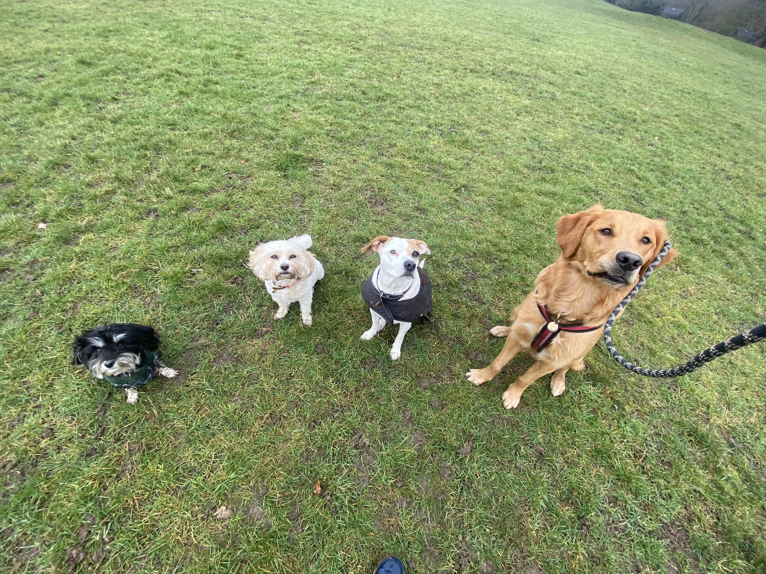 Four dogs sitting on a grassy field, with a small black and white dog on the left, a cream-colored dog next to it, a white dog with brown spots wearing a black jacket in the middle, and a larger brown dog on the right with a leash.