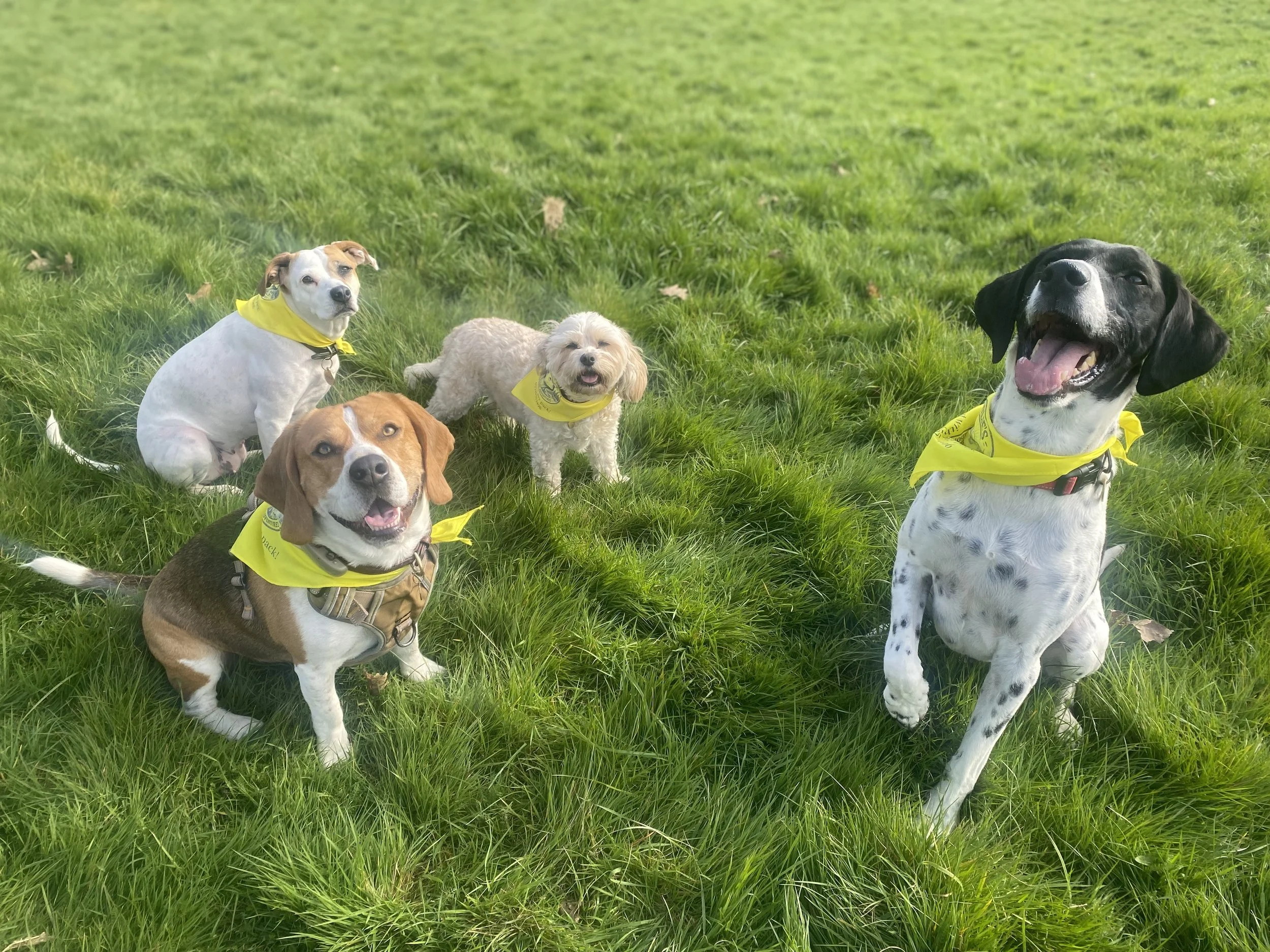 Five dogs, some with yellow bandanas, sitting on green grass in a park.