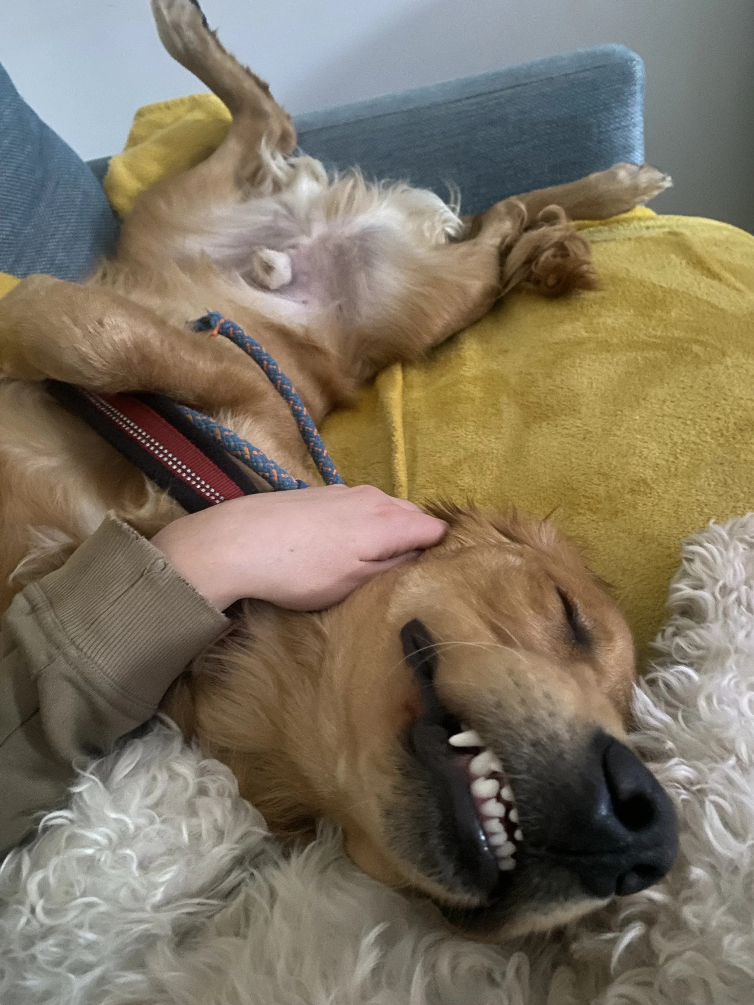 Two dogs, one with light fur, lying on a soft, cream-colored fur rug. The light-furred dog is smiling with its mouth open, showing teeth, and has a person's hand gently petting its neck. The other dog, with darker fur, is mostly out of the frame, onl