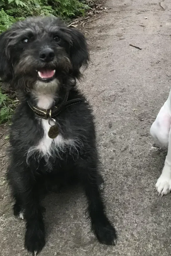 A happy black dog with white chest fur sitting on a dirt path, surrounded by greenery. Charlie's Wholesome Adventures