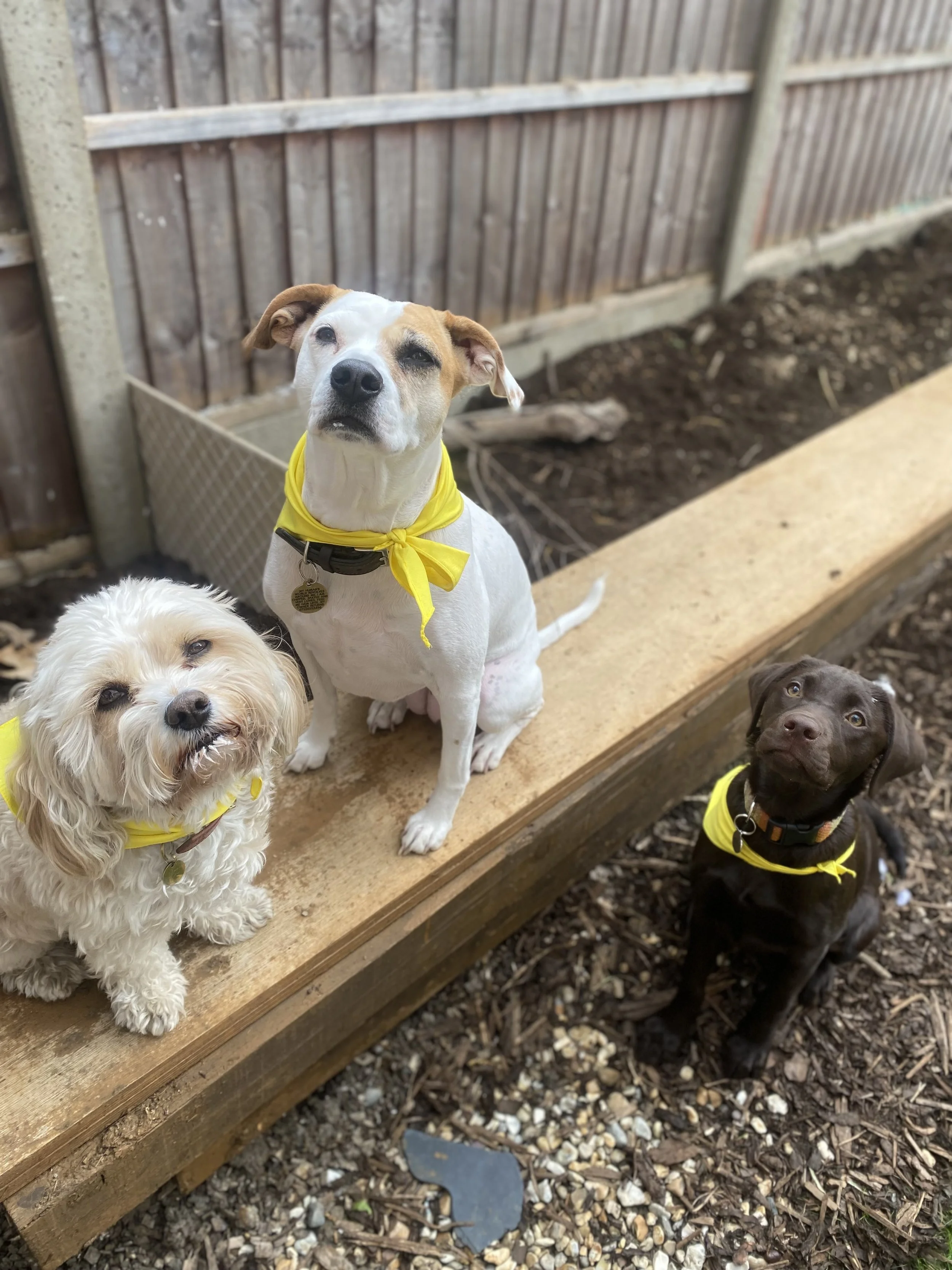 Four dogs wearing yellow bandanas and collars are sitting and standing on a wooden platform outside, next to a fenced yard with soil and rocks. Charlie's Wholesome Adventures Dog Day care Greenwich