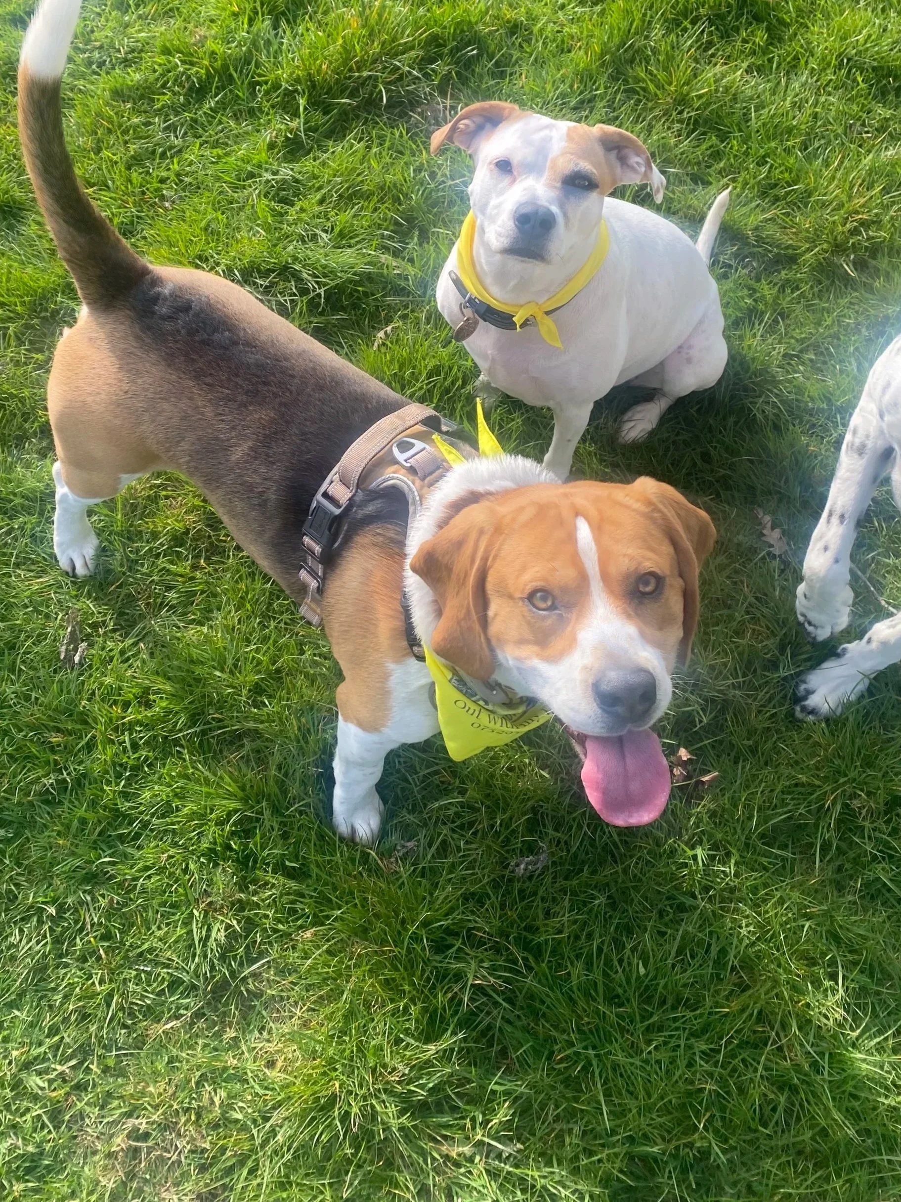 Three dogs on green grass, one with a yellow bandana, one with a beige collar, and another with a brown and white coat and a yellow bandana. The dogs are sitting and looking upward, with one dog's tongue out. Charlie's Wholesome Adventures