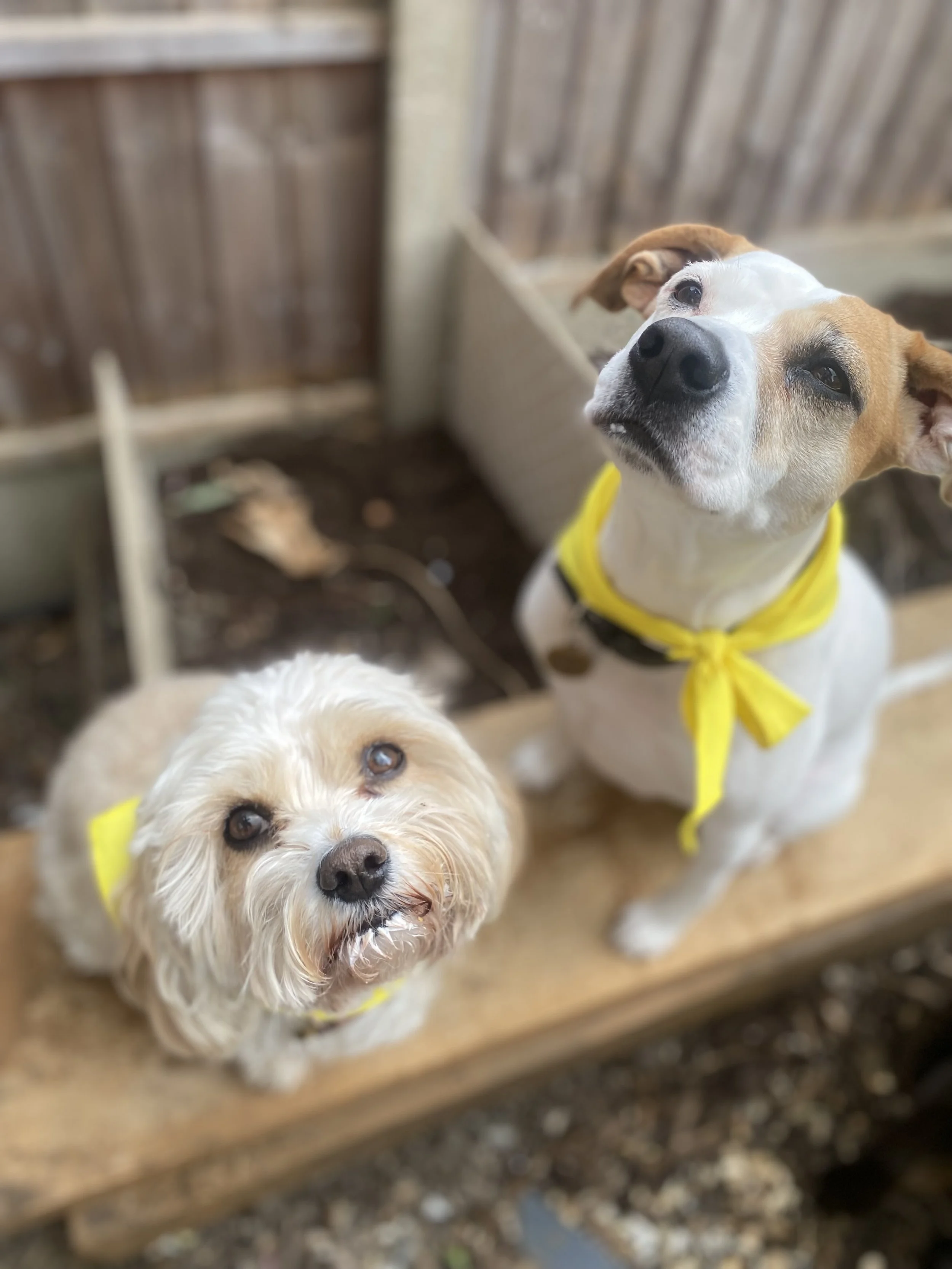Two dogs wearing yellow bandanas, one white with tan spots looking up, and one curly-haired tan dog with blue eyes looking towards the camera, inside a wooden enclosure. Charlie's Wholesome Adventures Dog Day care Greenwich