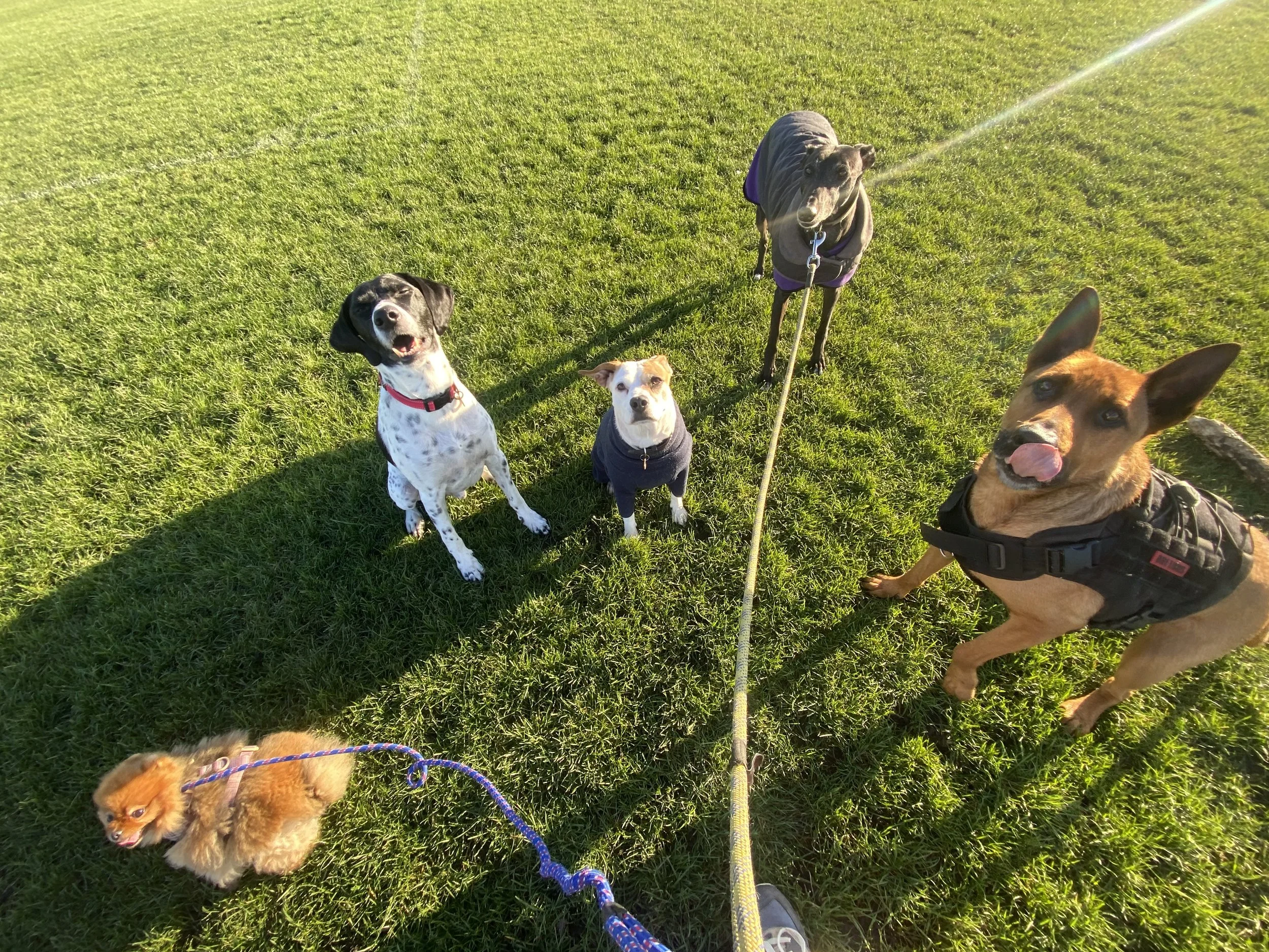 Four dogs sitting on a grassy field with sunlight, three of them looking at the camera and one looking elsewhere.