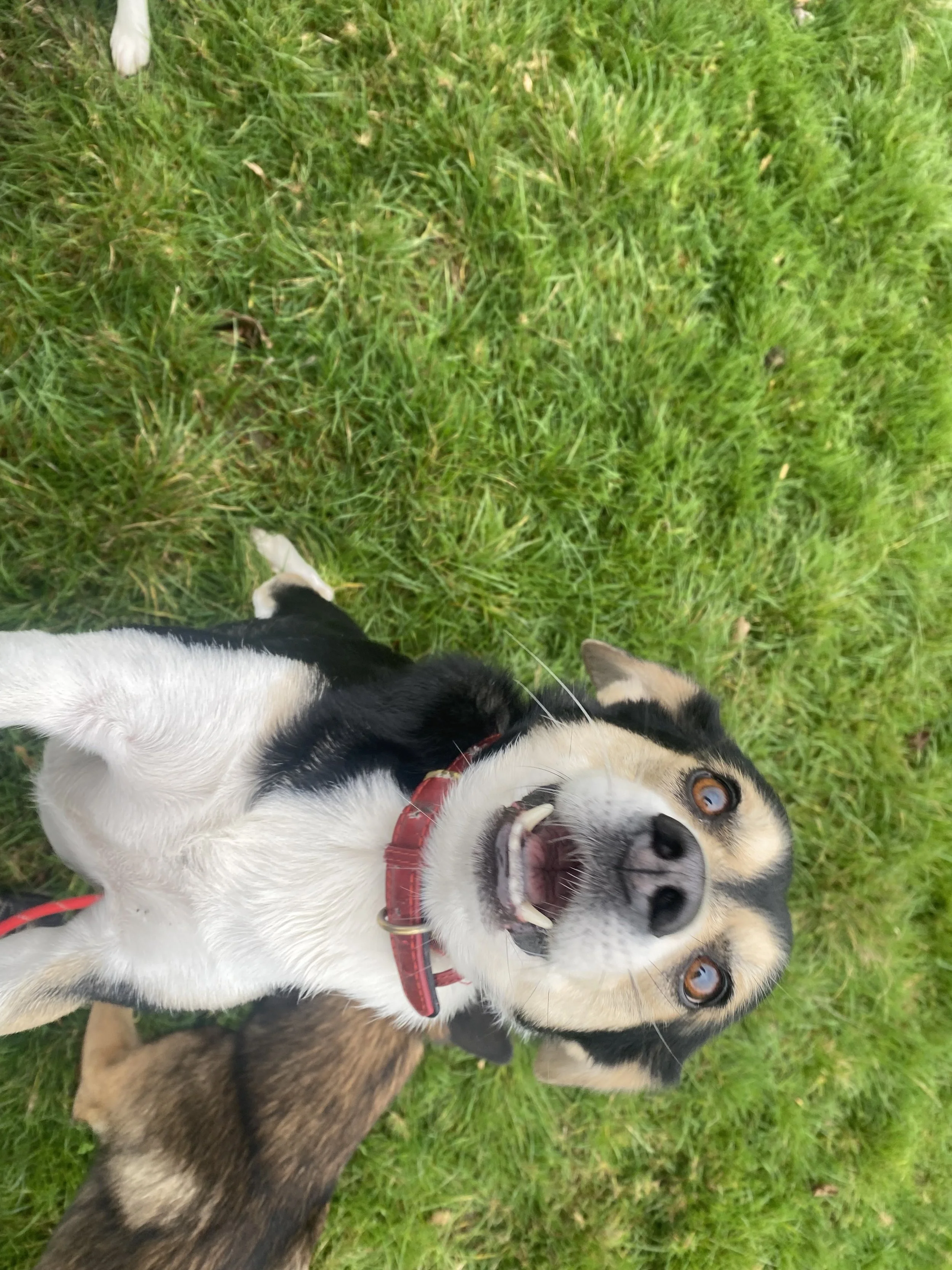 Happy border collie dog laying on grass, looking up with open mouth and bright eyes.
