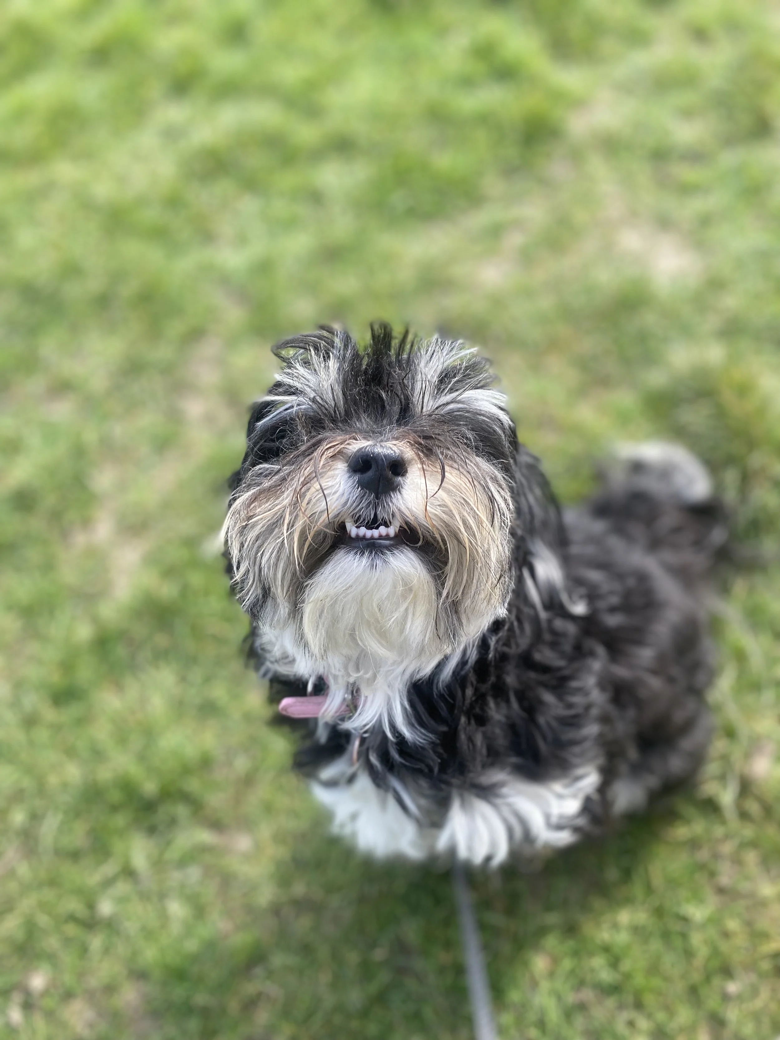 A happy, black, brown, and white dog with a scruffy fur coat, showing teeth and tongue, outdoors on green grass.Charlie's Wholesome Adventures Dog Day care Greenwich