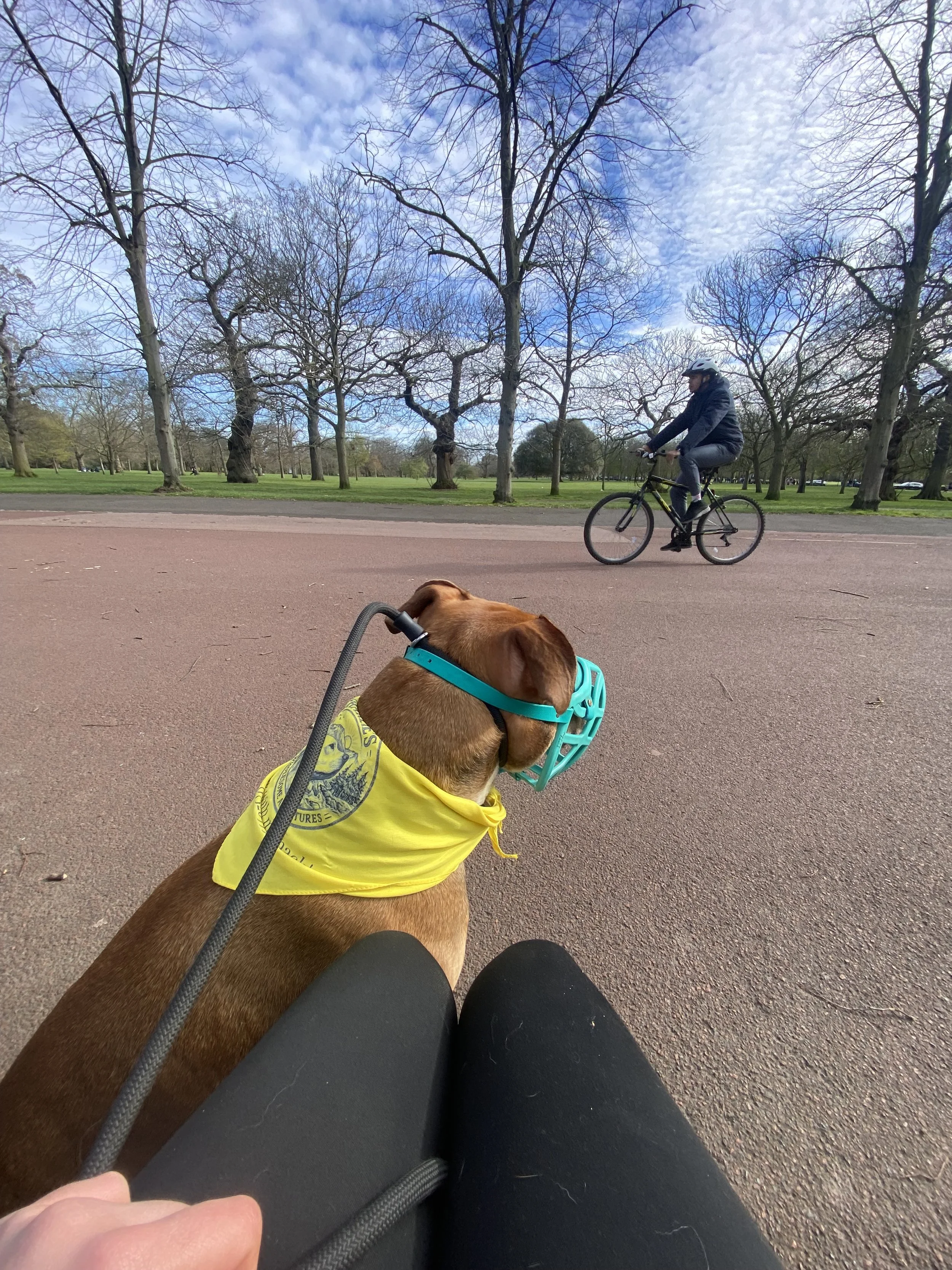 A person sitting on the ground with legs stretched out, wearing black pants and a yellow vest, holding a brown dog on a leash. The dog has a teal mask over its snout and is wearing a yellow vest. In the background, another person is riding a bicycle 