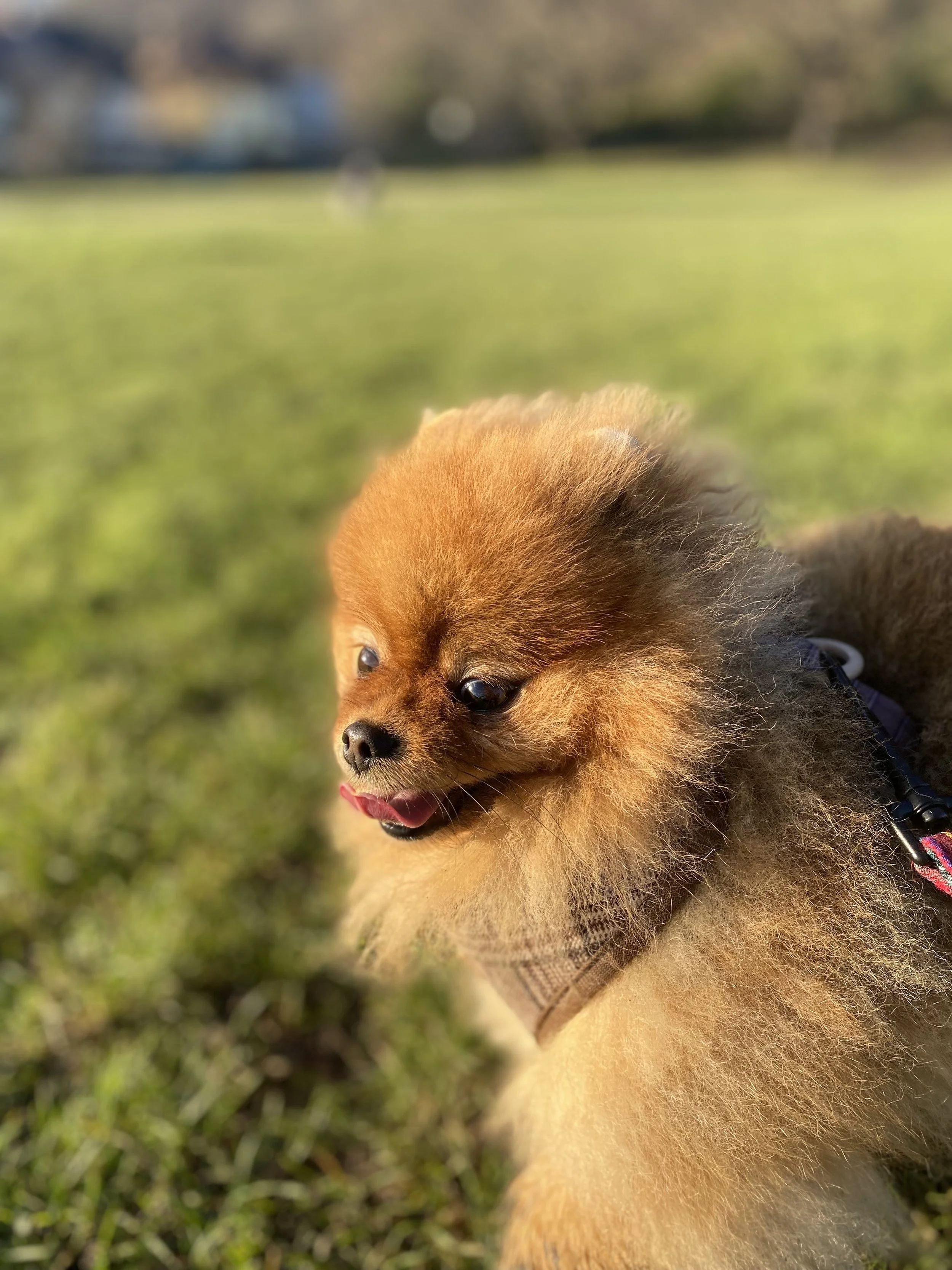 A small brown dog, possibly a Pomeranian or similar breed, standing outdoors on grass with a blurred background of trees and a house in fall or winter.