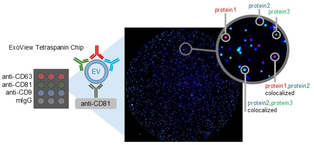 Intact EVs imaged on ExoView.